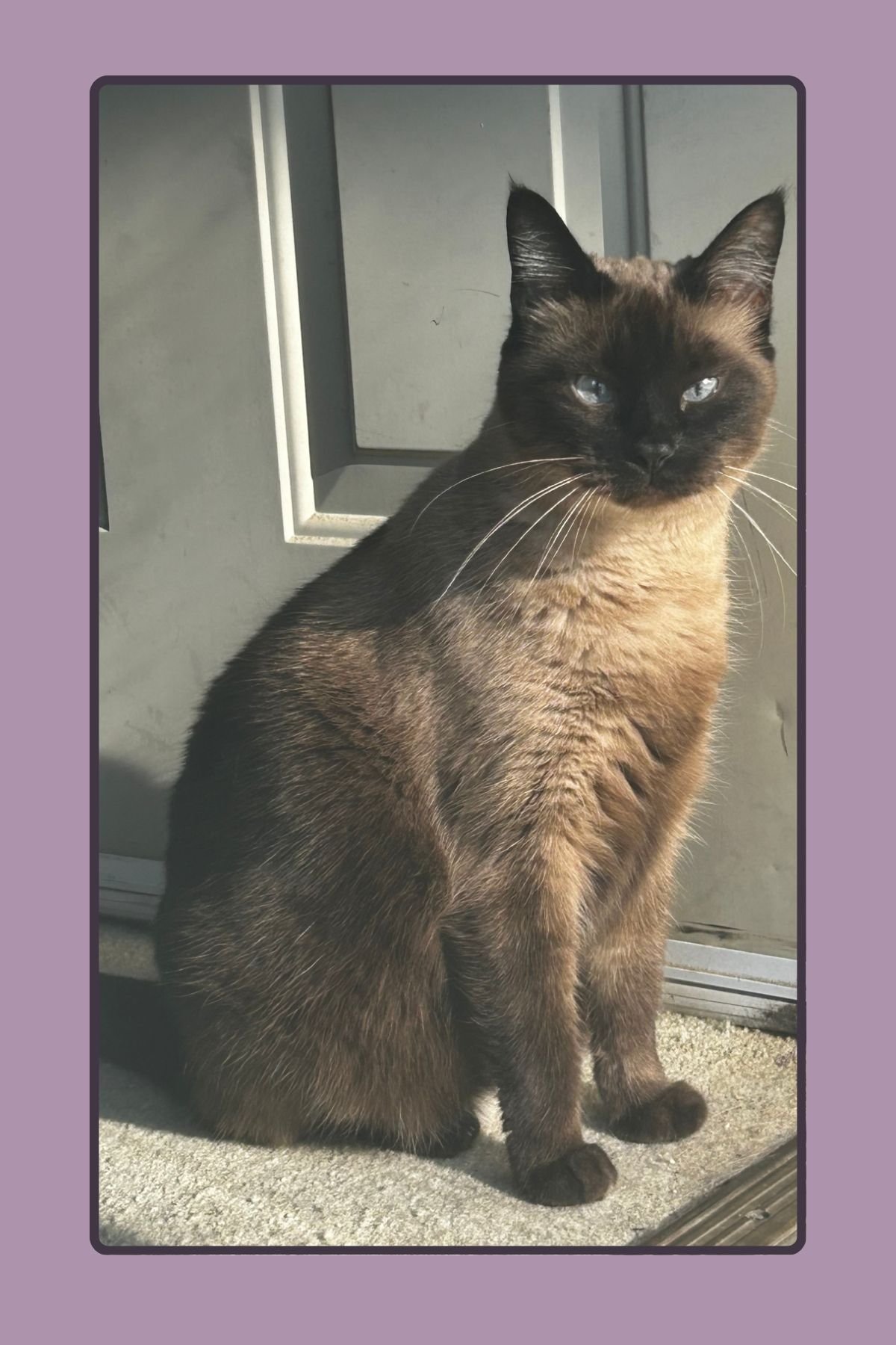 Bud McMickell's Memorial Fund for Beloved Cat campaign photo, 4 of 6