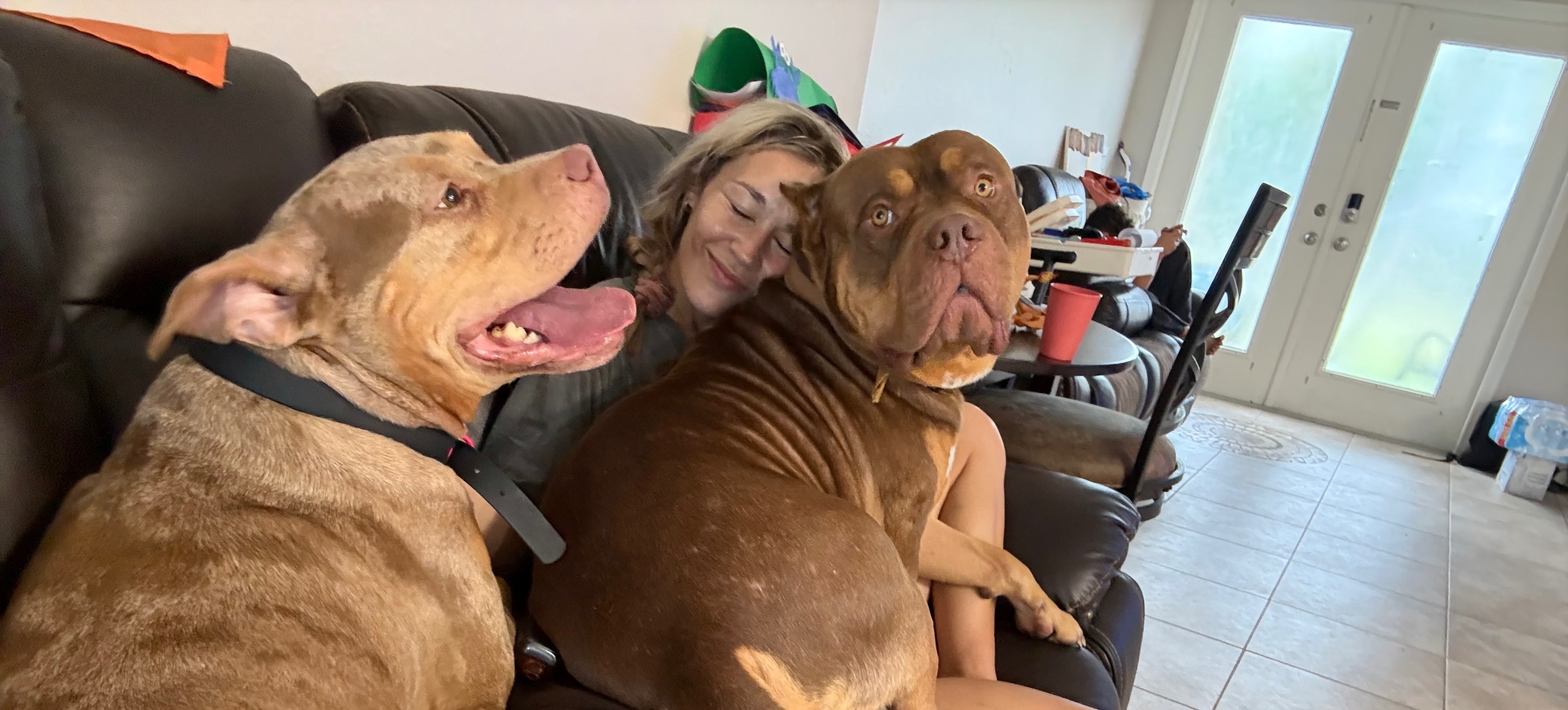 Life transition with 9 dogs and 2 boys. Dog donators needed campaign photo, 4 of 8