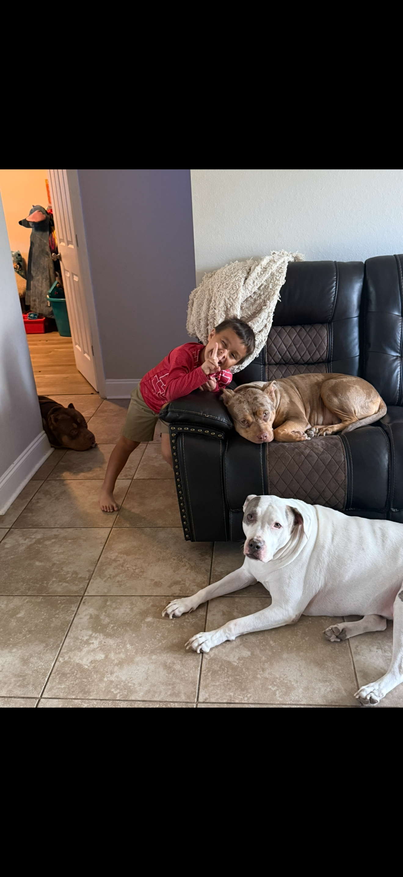 Life transition with 9 dogs and 2 boys. Dog donators needed campaign photo, 5 of 8
