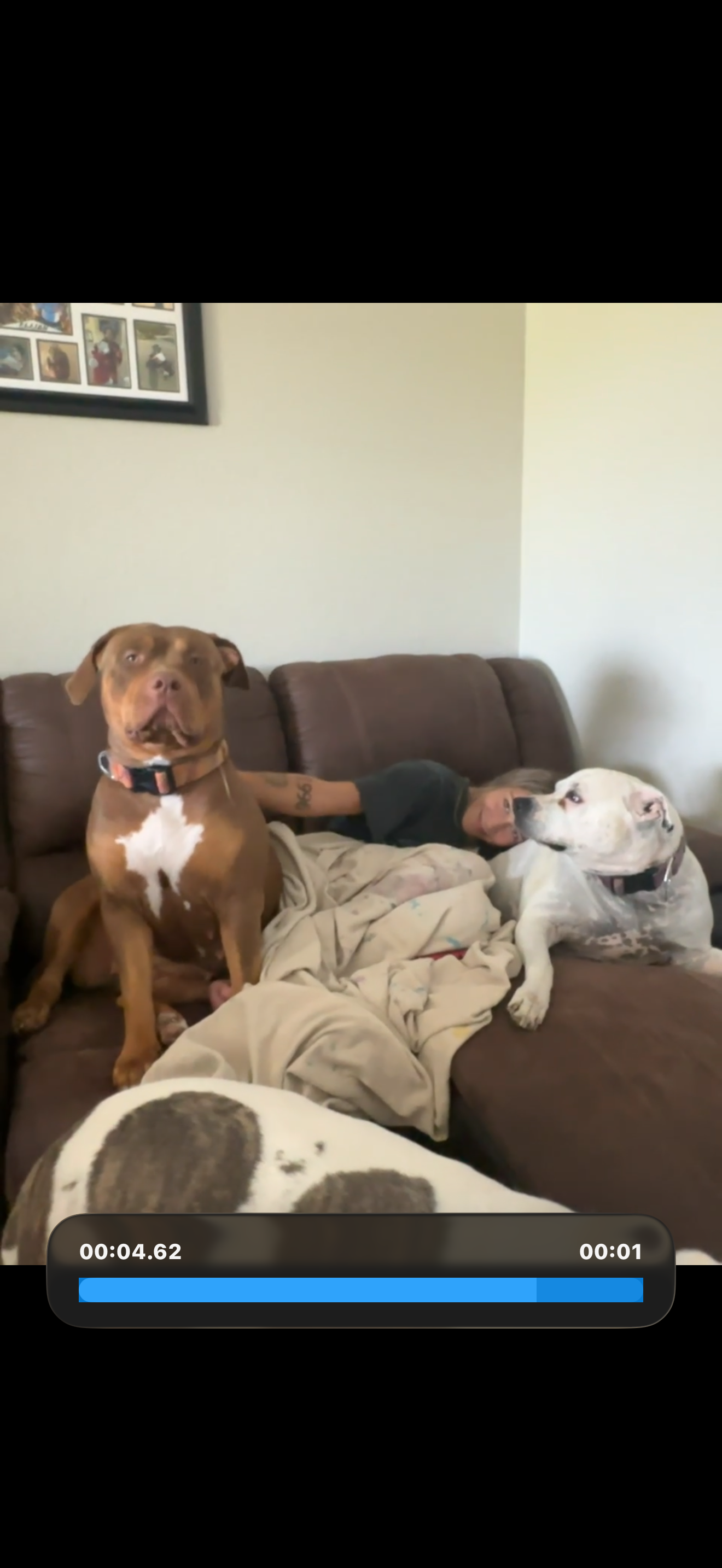 Life transition with 9 dogs and 2 boys. Dog donators needed campaign photo, 6 of 8
