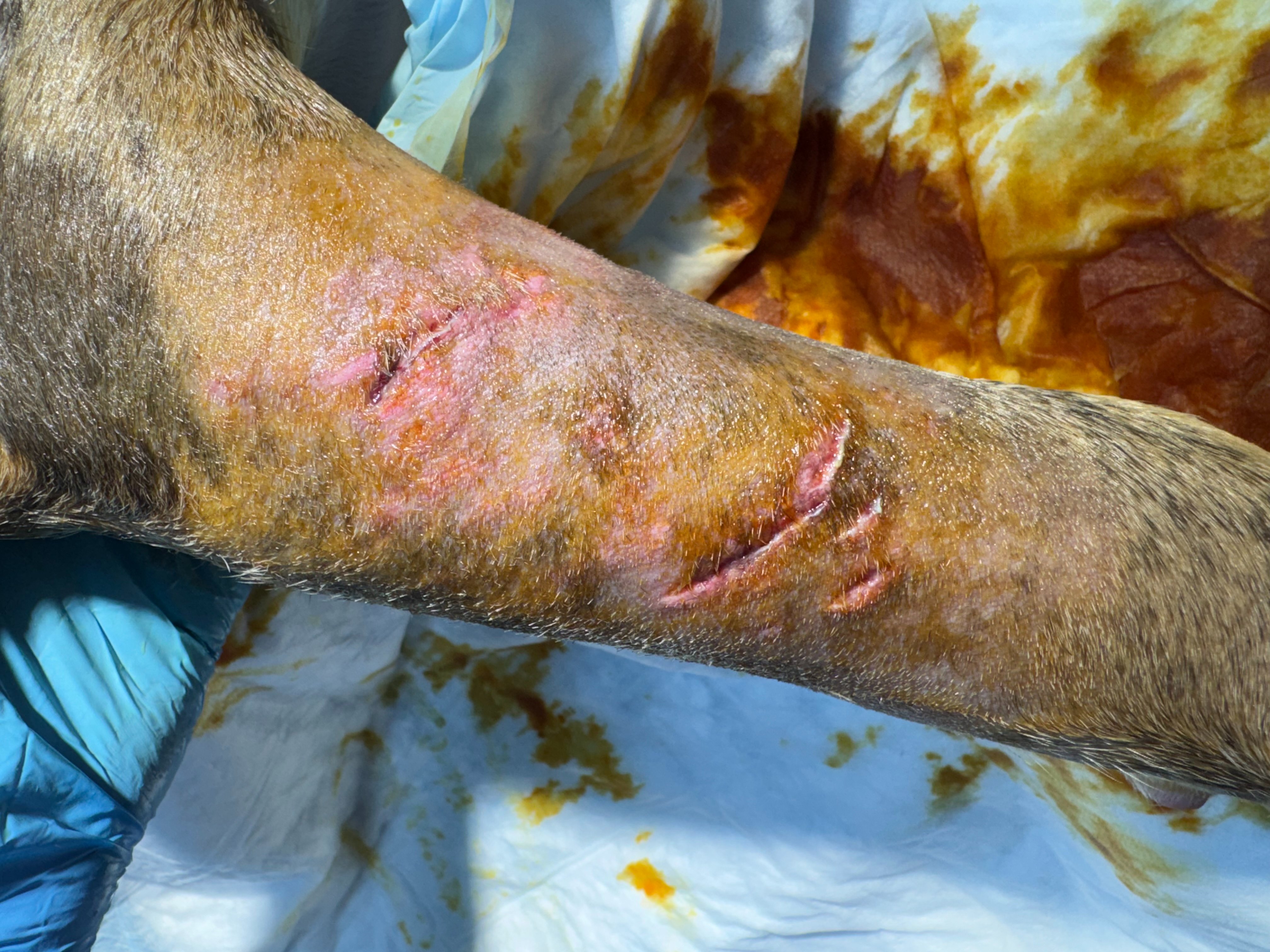 OCTAVIUS’S LEG BADLY INJURED AFTER A DOG FIGHT! campaign photo, 7 of 8