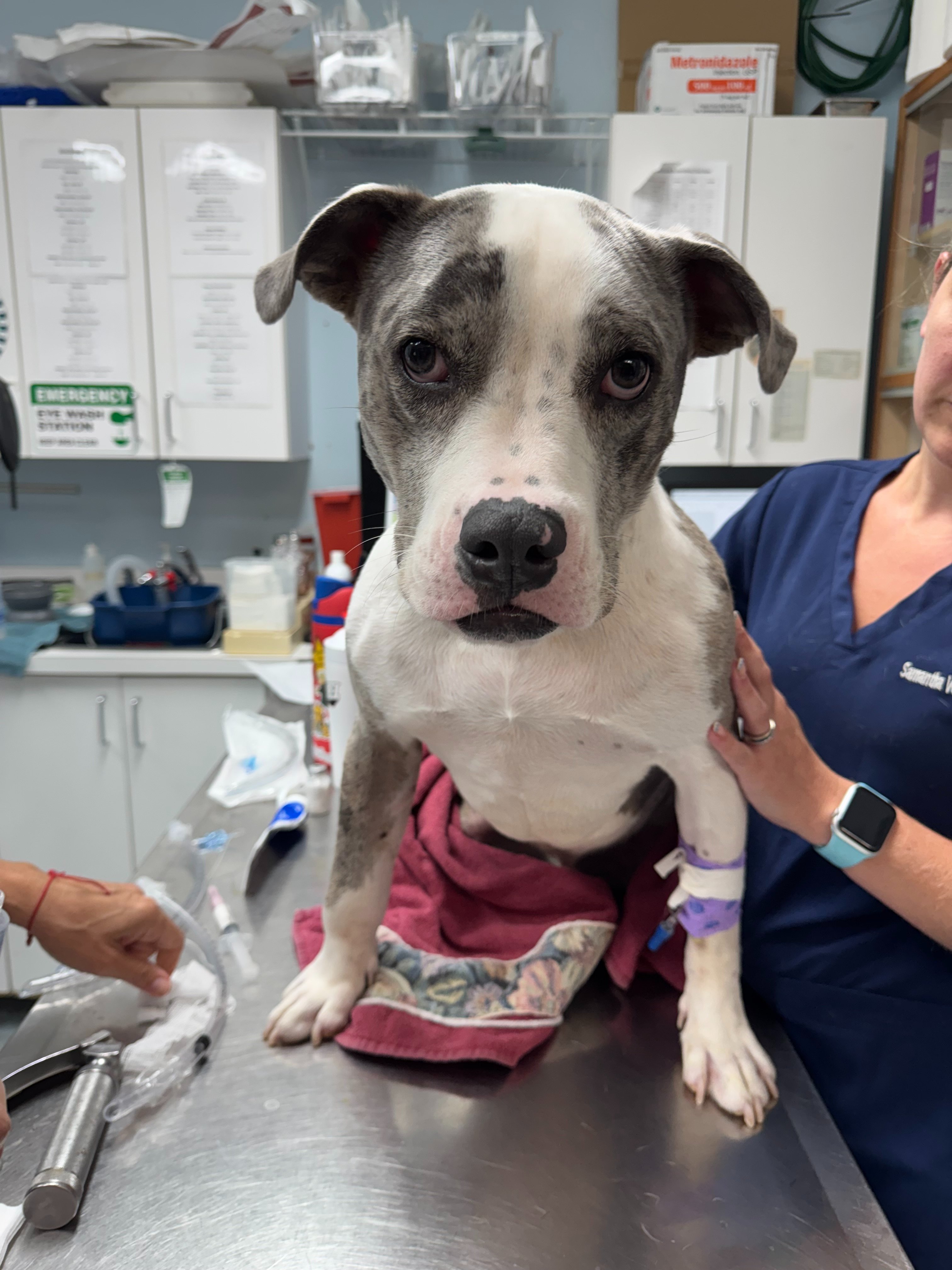 OCTAVIUS’S LEG BADLY INJURED AFTER A DOG FIGHT! campaign photo, 4 of 8