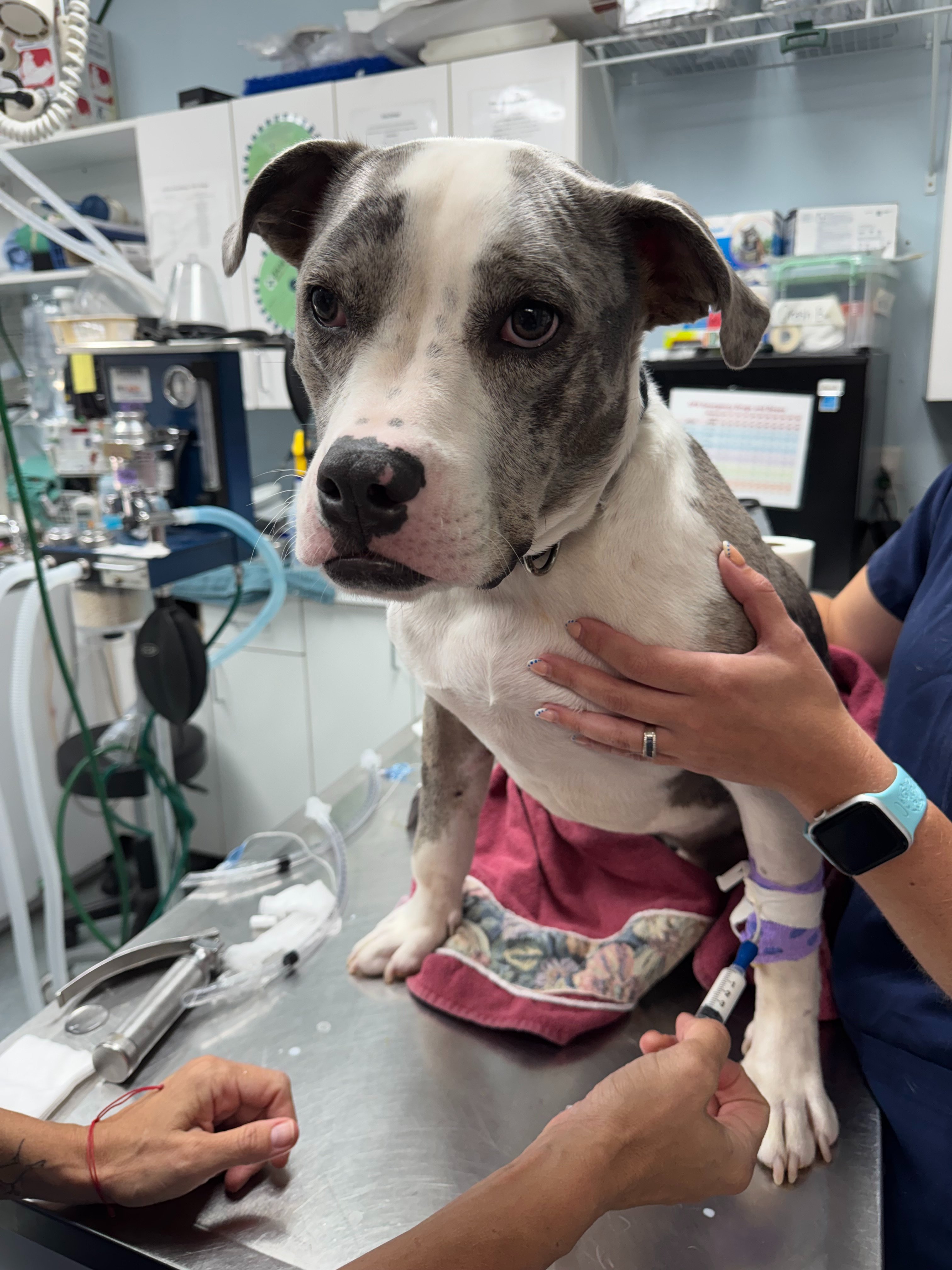 OCTAVIUS’S LEG BADLY INJURED AFTER A DOG FIGHT! campaign photo, 5 of 8