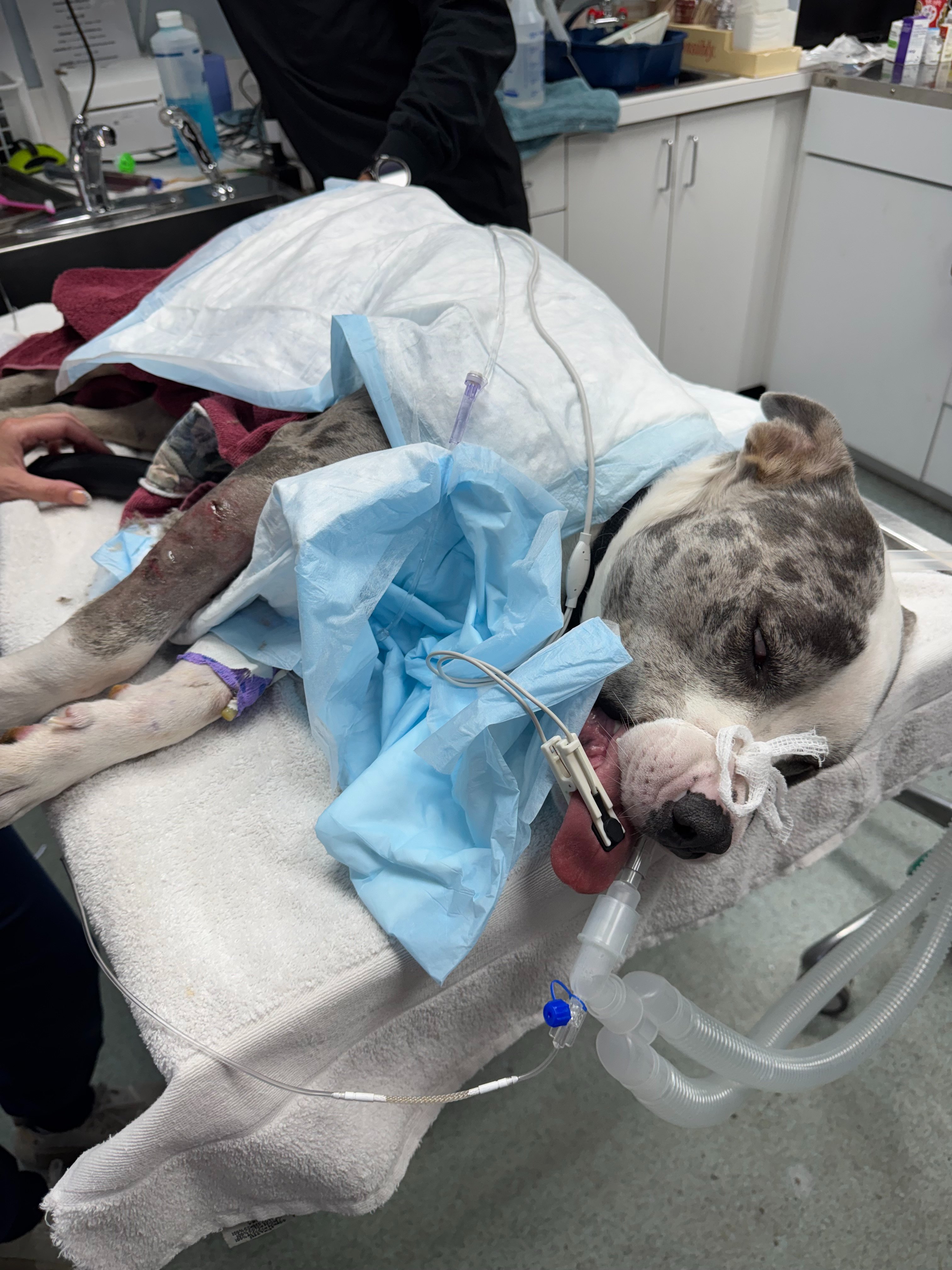 OCTAVIUS’S LEG BADLY INJURED AFTER A DOG FIGHT! campaign photo, 6 of 8