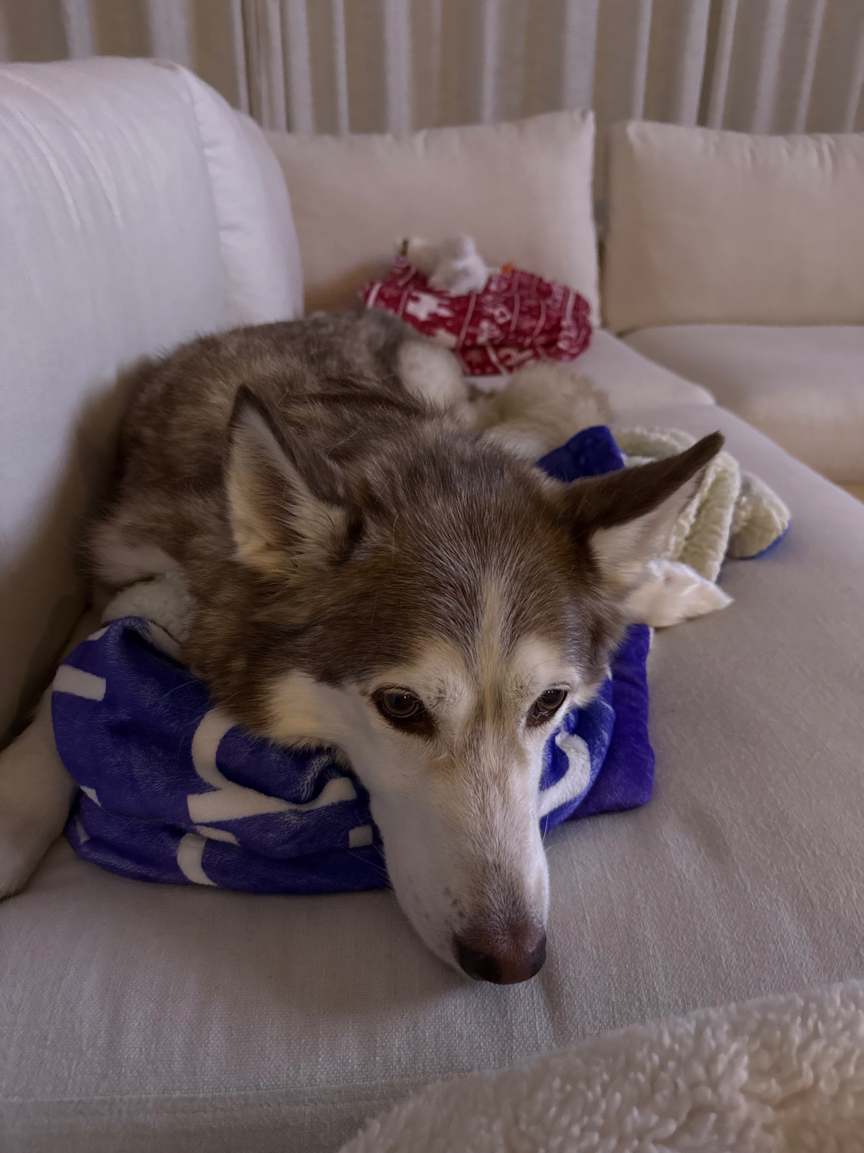 Support Yuna’s Emergency Medical Expenses campaign photo, 4 of 7