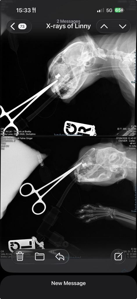 Help Linny: Our Cat Was Shot With an Air Rifle campaign photo, 5 of 6