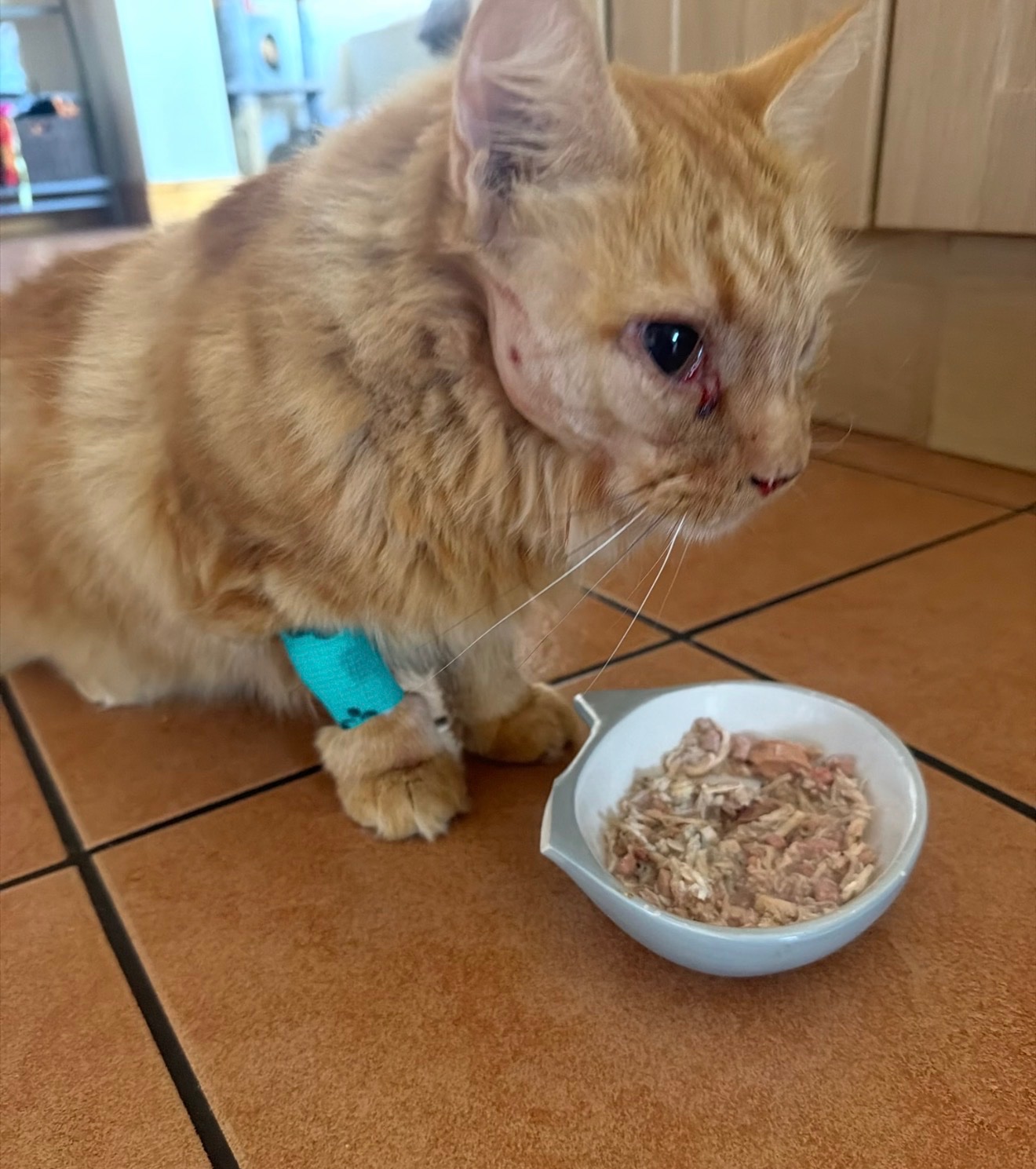Help Linny: Our Cat Was Shot With an Air Rifle campaign photo, 2 of 6