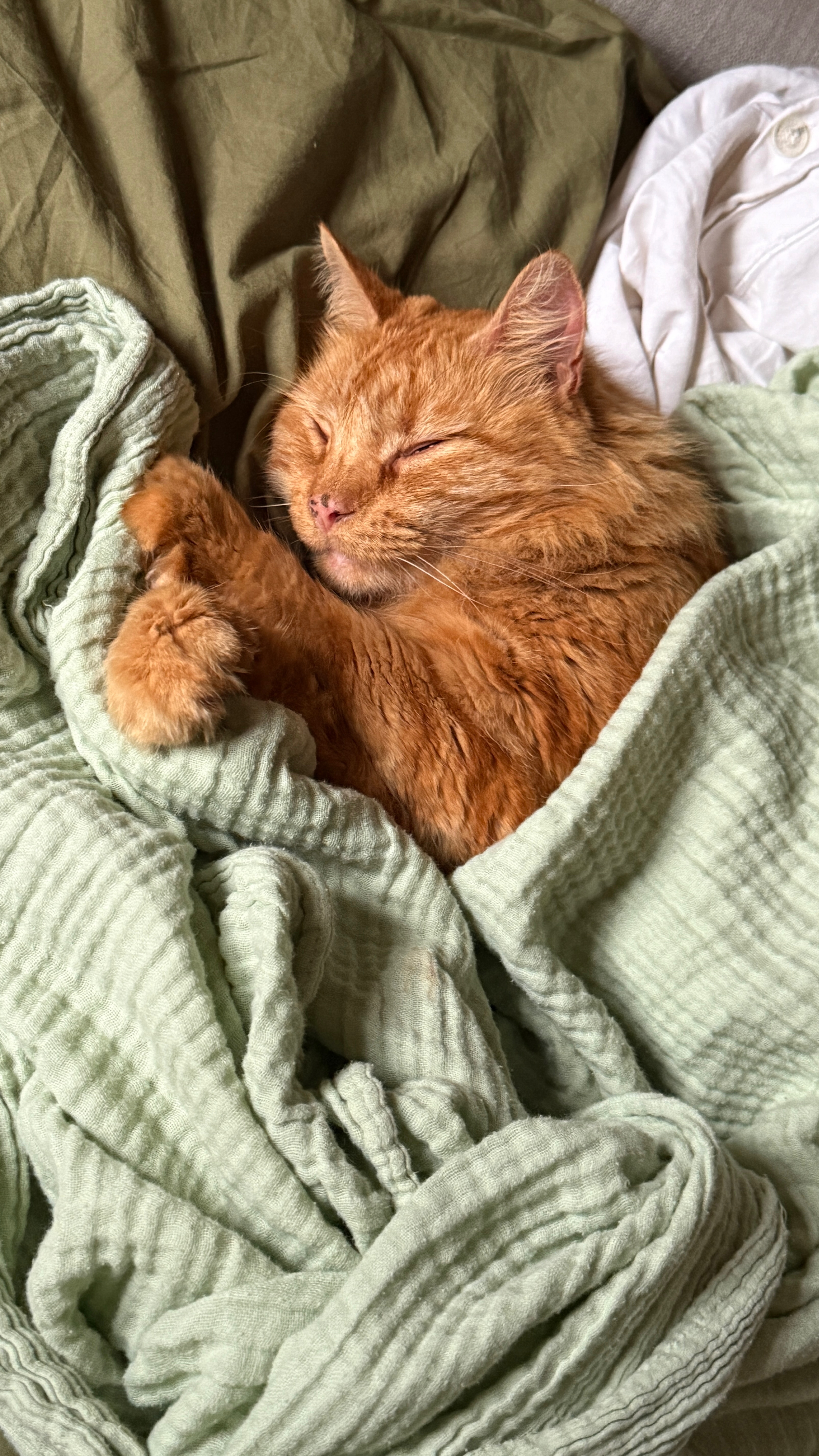 Help Linny: Our Cat Was Shot With an Air Rifle campaign photo, 4 of 6