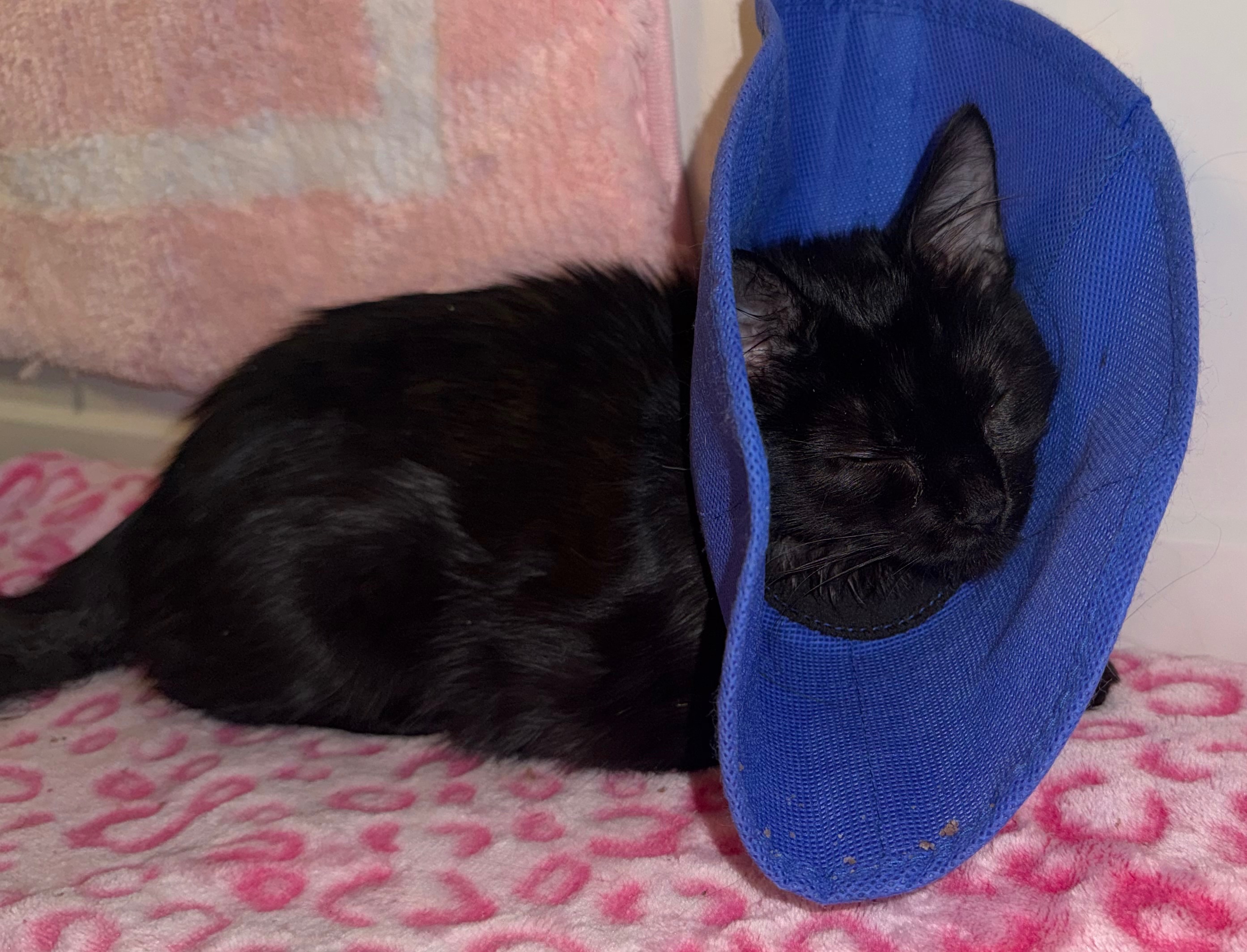 Help Evie the Kitten Get the Urgent Care She Needs campaign photo, 4 of 12