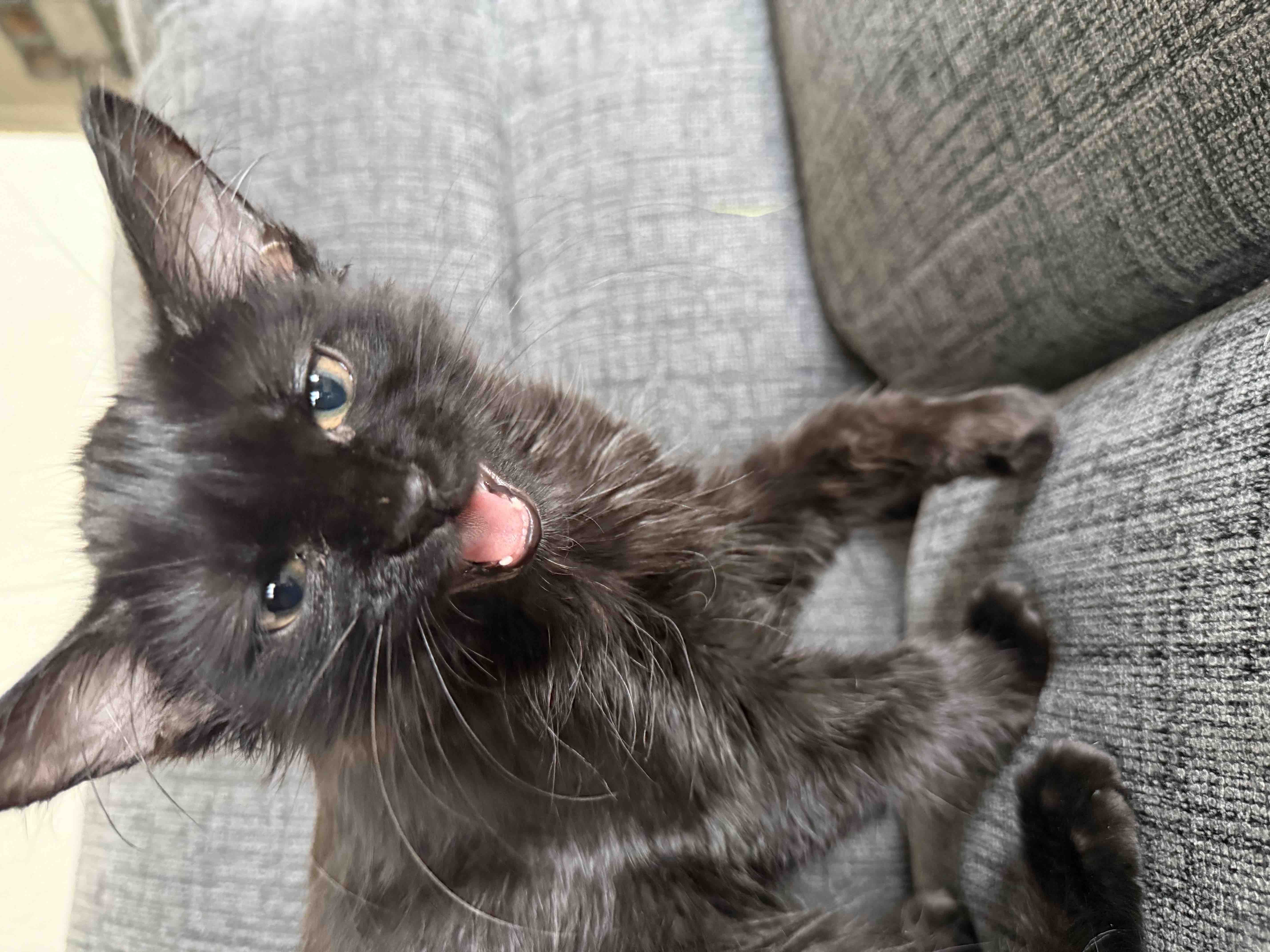 Help Evie the Kitten Get the Urgent Care She Needs campaign photo, 5 of 12