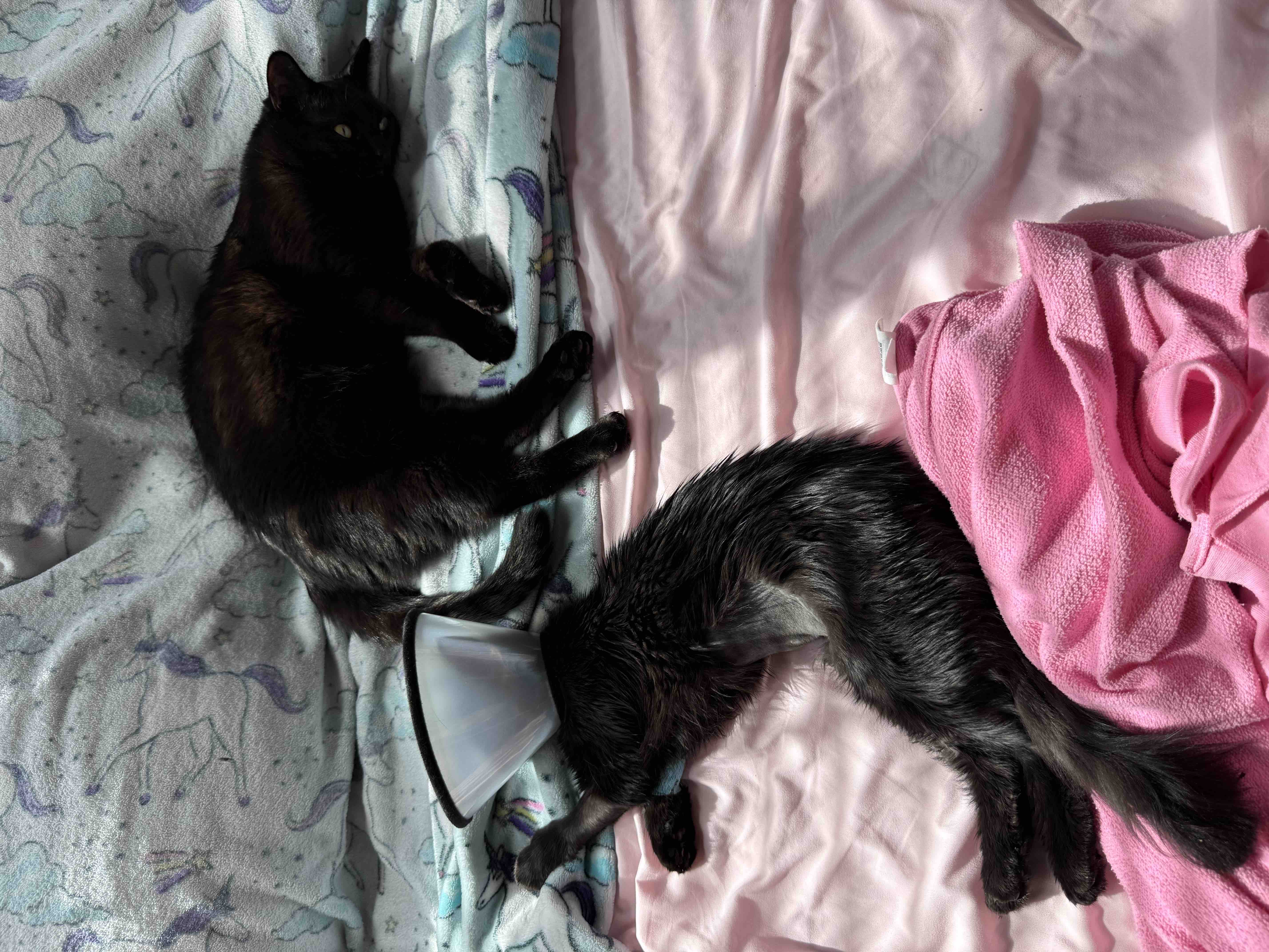 Help Evie the Kitten Get the Urgent Care She Needs campaign photo, 7 of 12