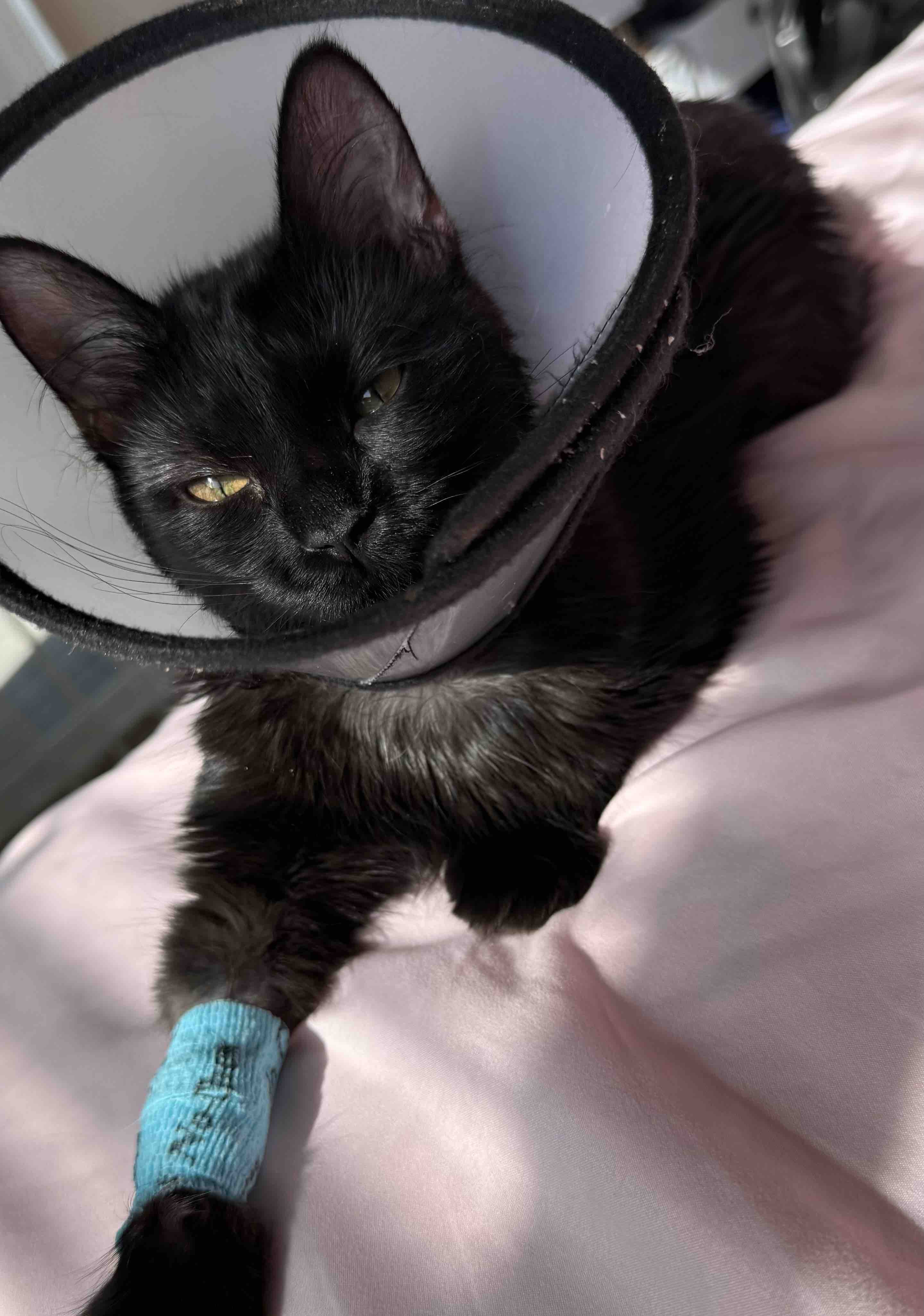Help Evie the Kitten Get the Urgent Care She Needs campaign photo, 9 of 12