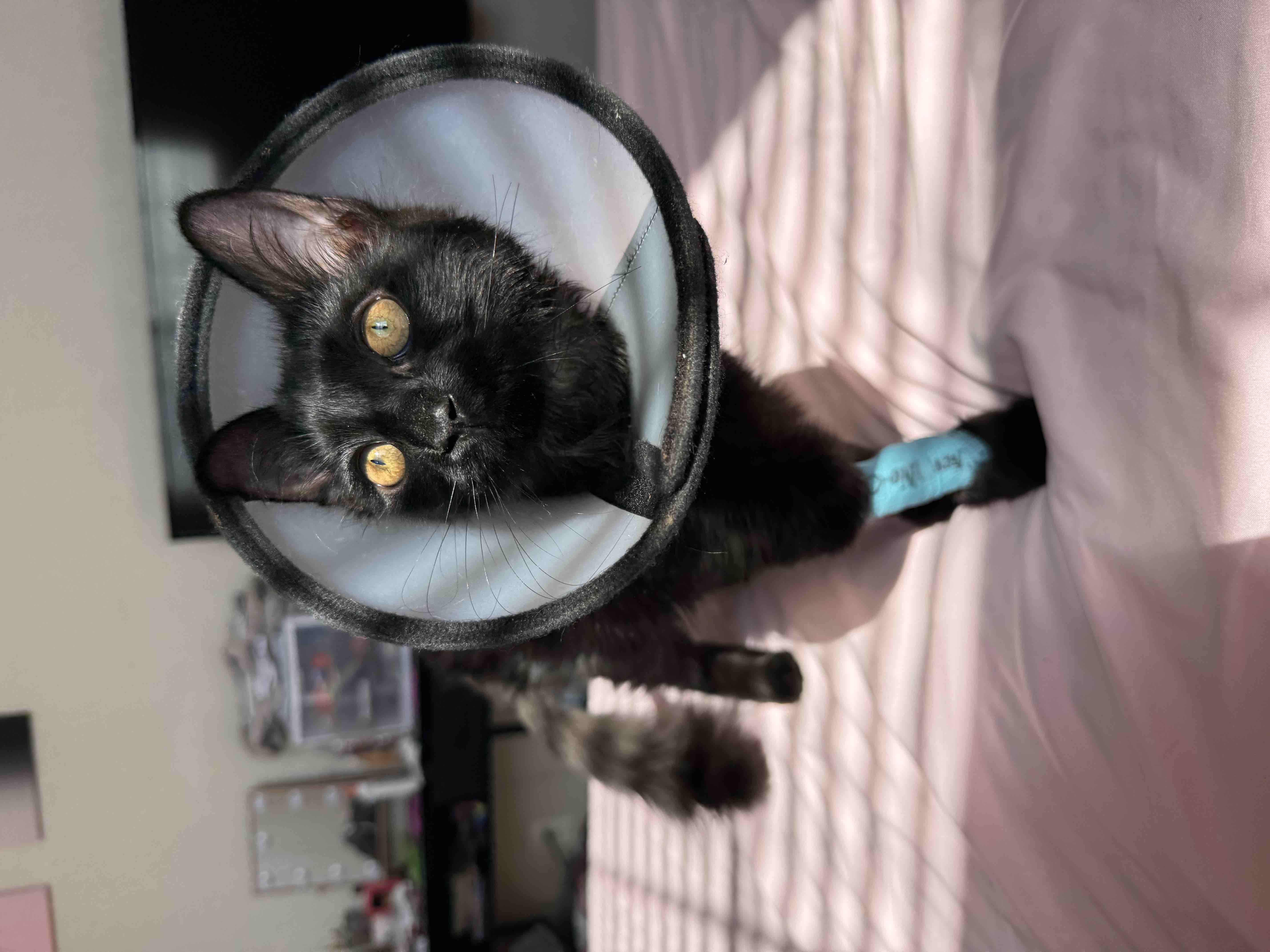 Help Evie the Kitten Get the Urgent Care She Needs campaign photo, 10 of 12