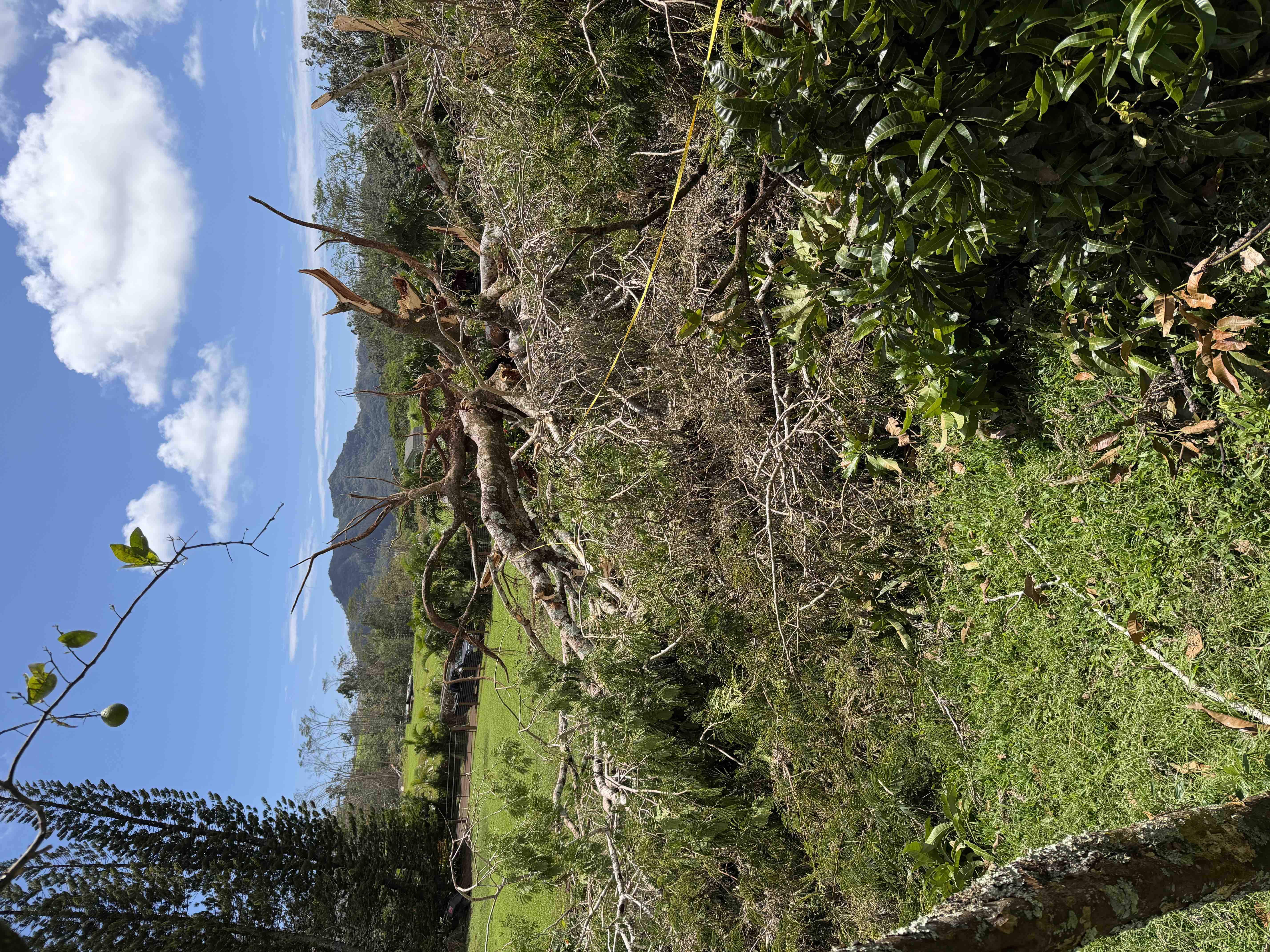 Hurricane Lowell Tree Removal for Mahikoa Uribe 'Ohana campaign photo, 6 of 7