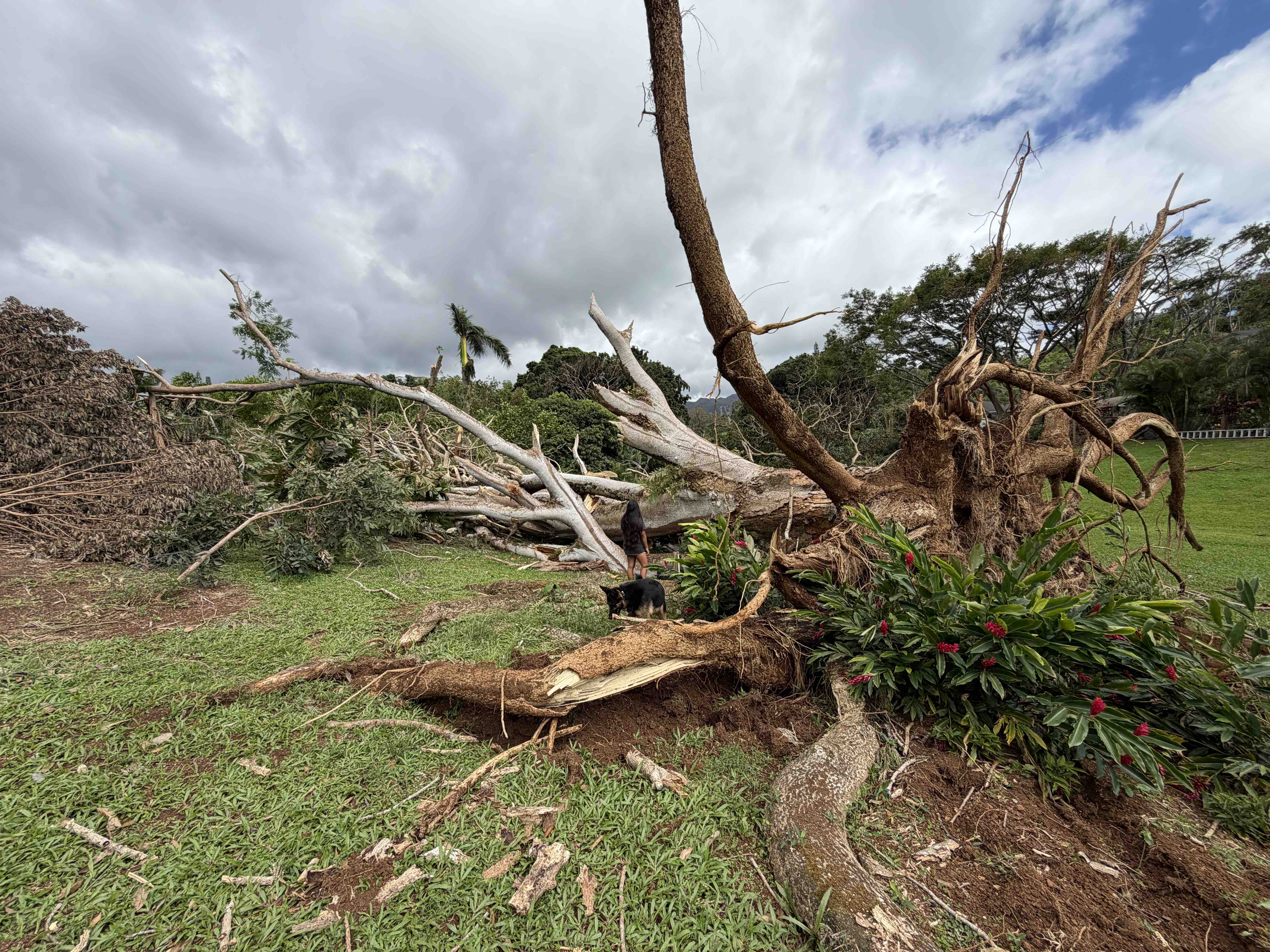 Hurricane Lowell Tree Removal for Mahikoa Uribe 'Ohana campaign photo, 2 of 7