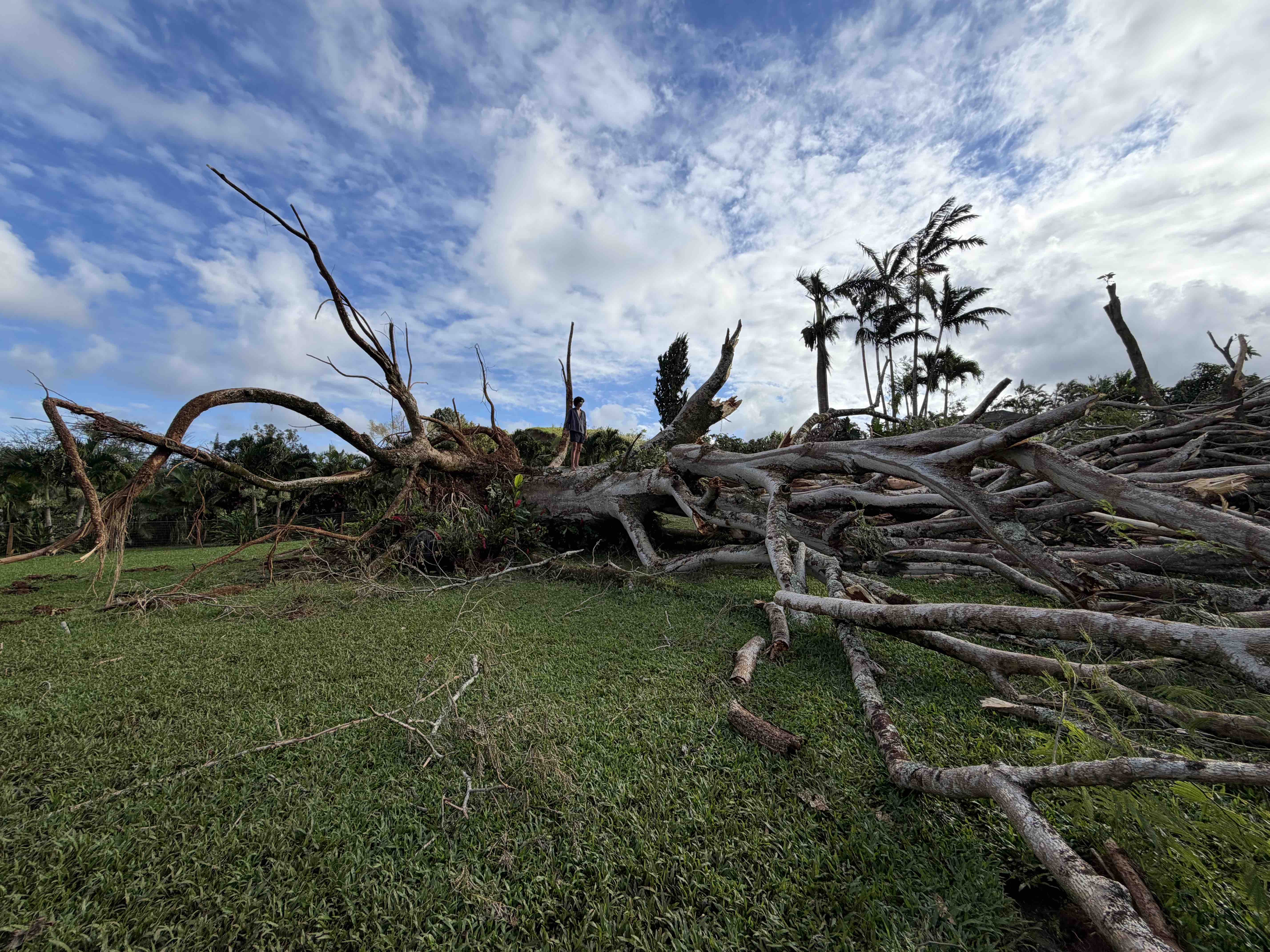 Hurricane Lowell Tree Removal for Mahikoa Uribe 'Ohana campaign photo, 4 of 7