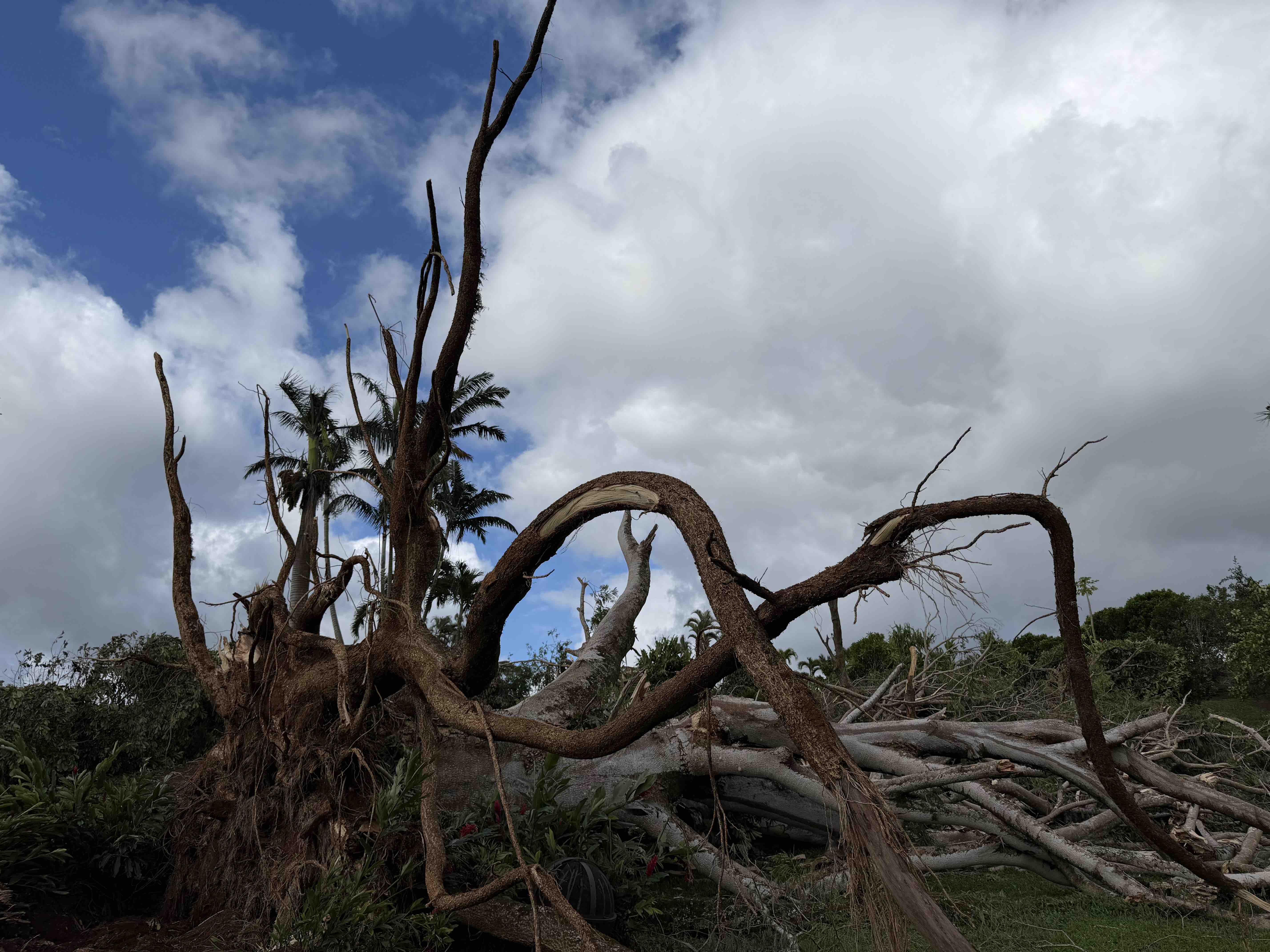 Hurricane Lowell Tree Removal for Mahikoa Uribe 'Ohana campaign photo, 5 of 7