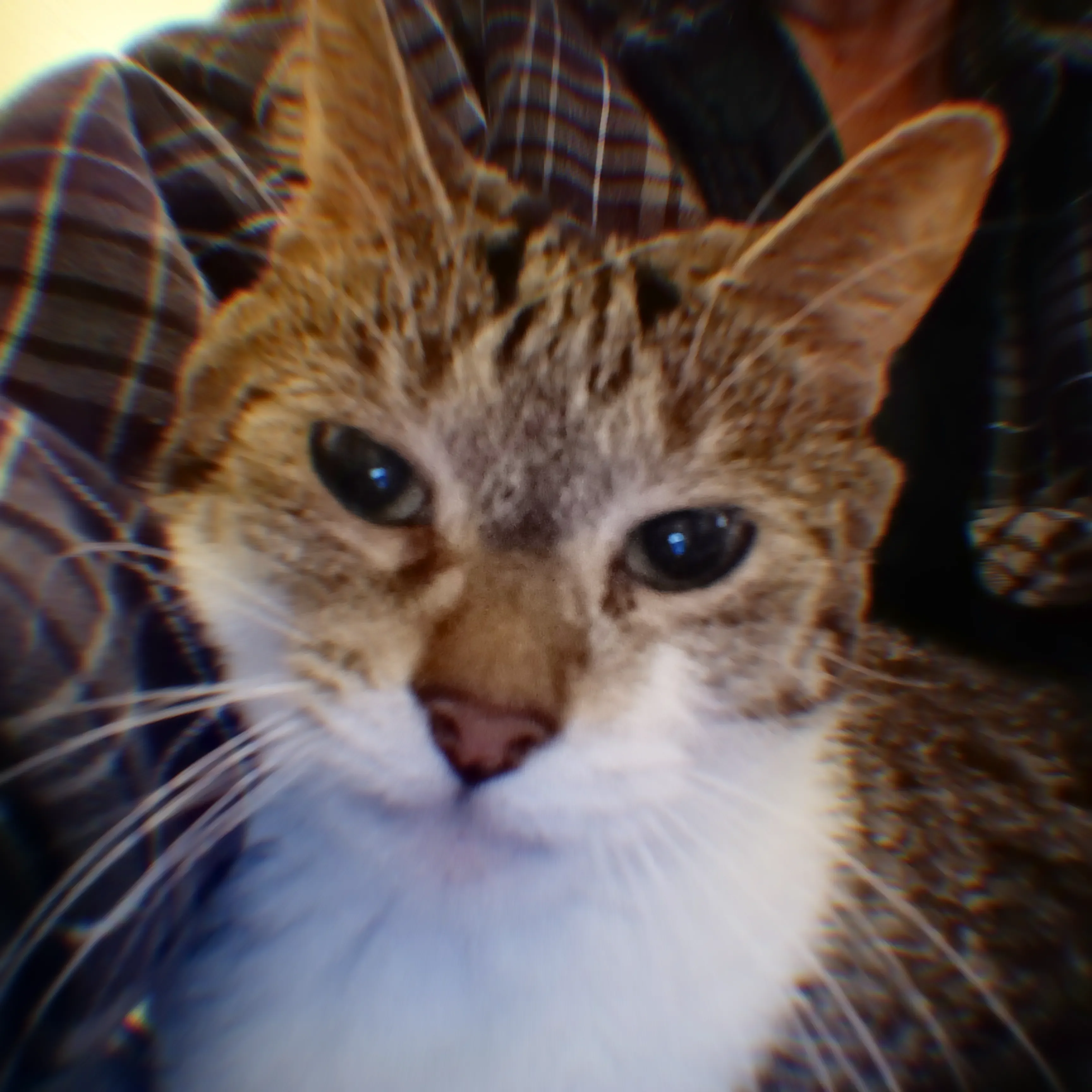Help Jasmine Survive Pyometra with Surgery campaign photo, 4 of 5