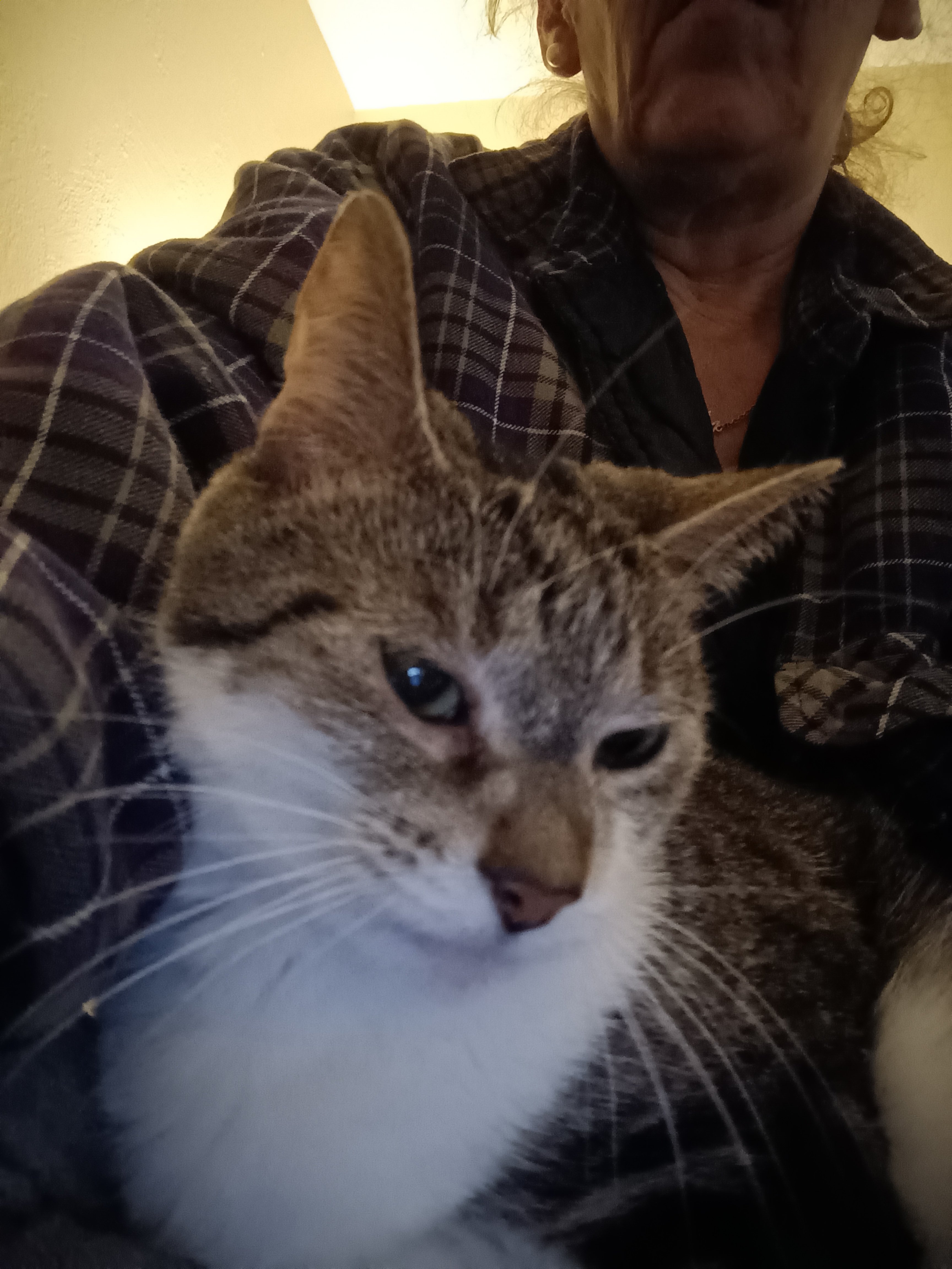 Help Jasmine Survive Pyometra with Surgery campaign photo, 2 of 5