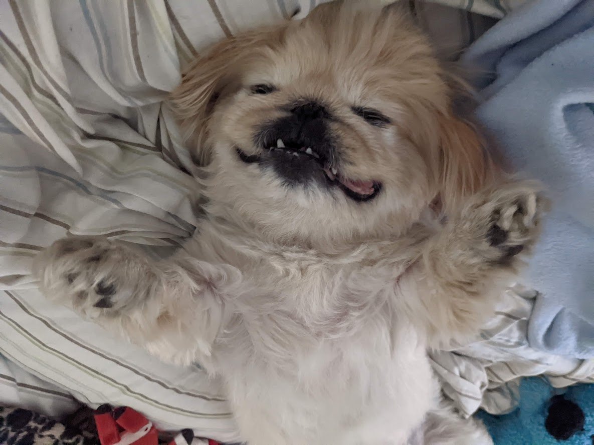Help Mochi Get Vet Care After Finding Tumor campaign photo, 7 of 8