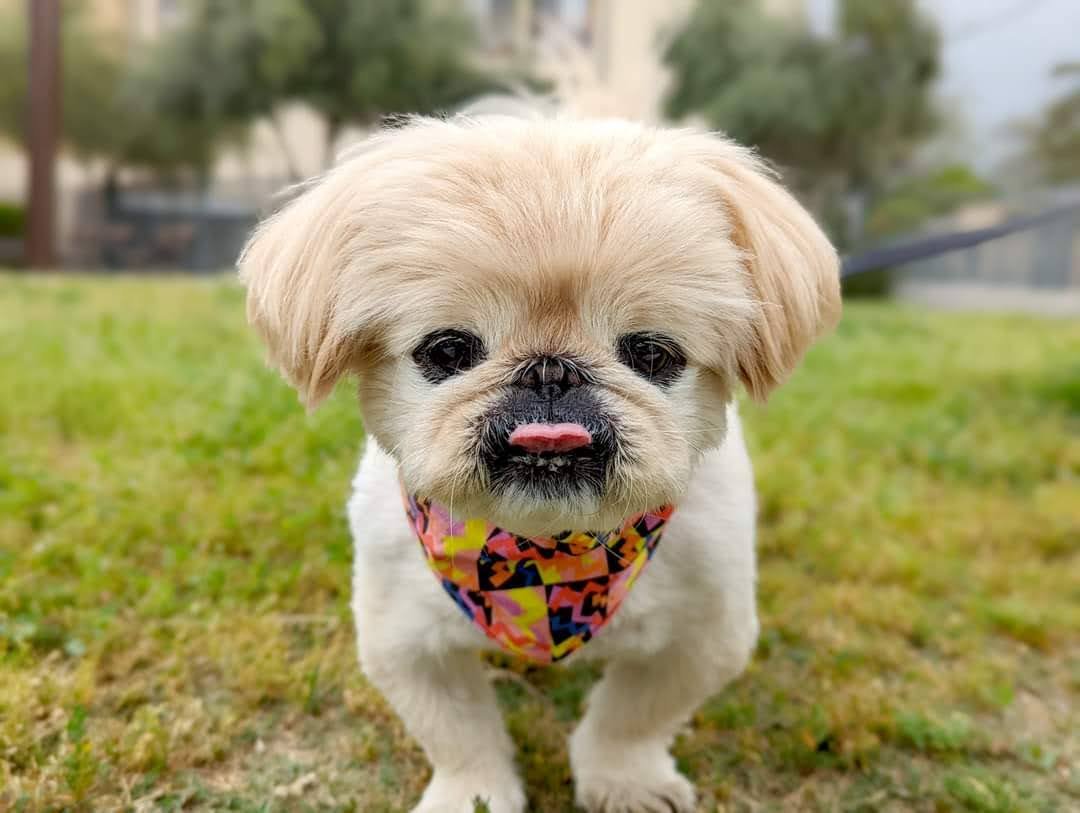 Help Mochi Get Vet Care After Finding Tumor campaign photo, 4 of 8