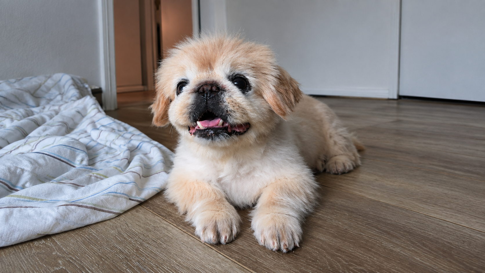 Help Mochi Get Vet Care After Finding Tumor campaign photo, 5 of 8