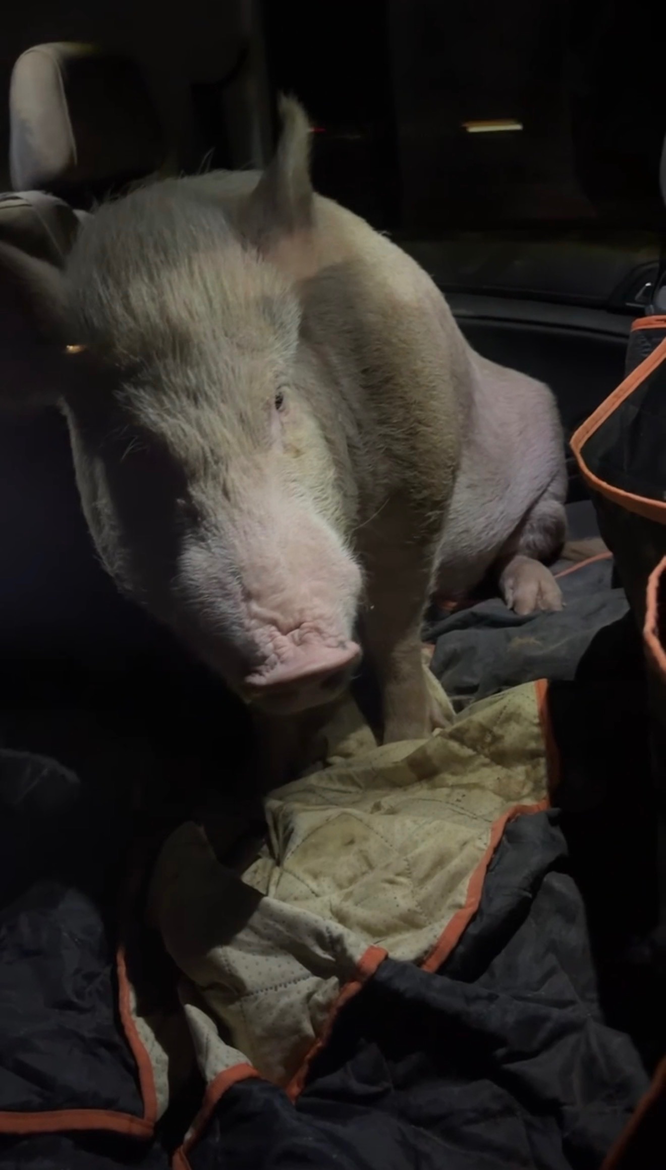 Help Better Piggies Get Back on the Road campaign photo, 6 of 7