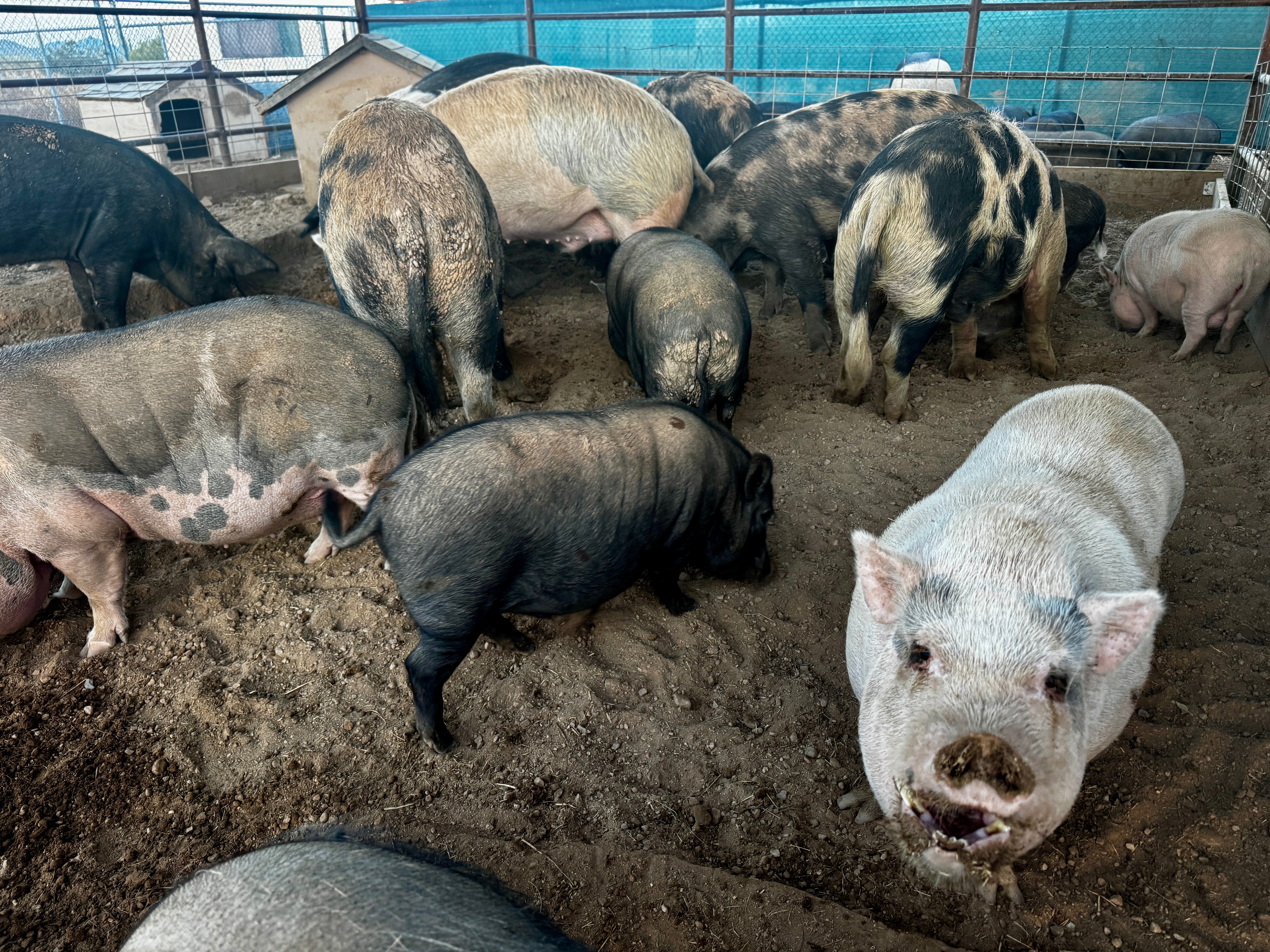 Help Better Piggies Get Back on the Road campaign photo, 5 of 7