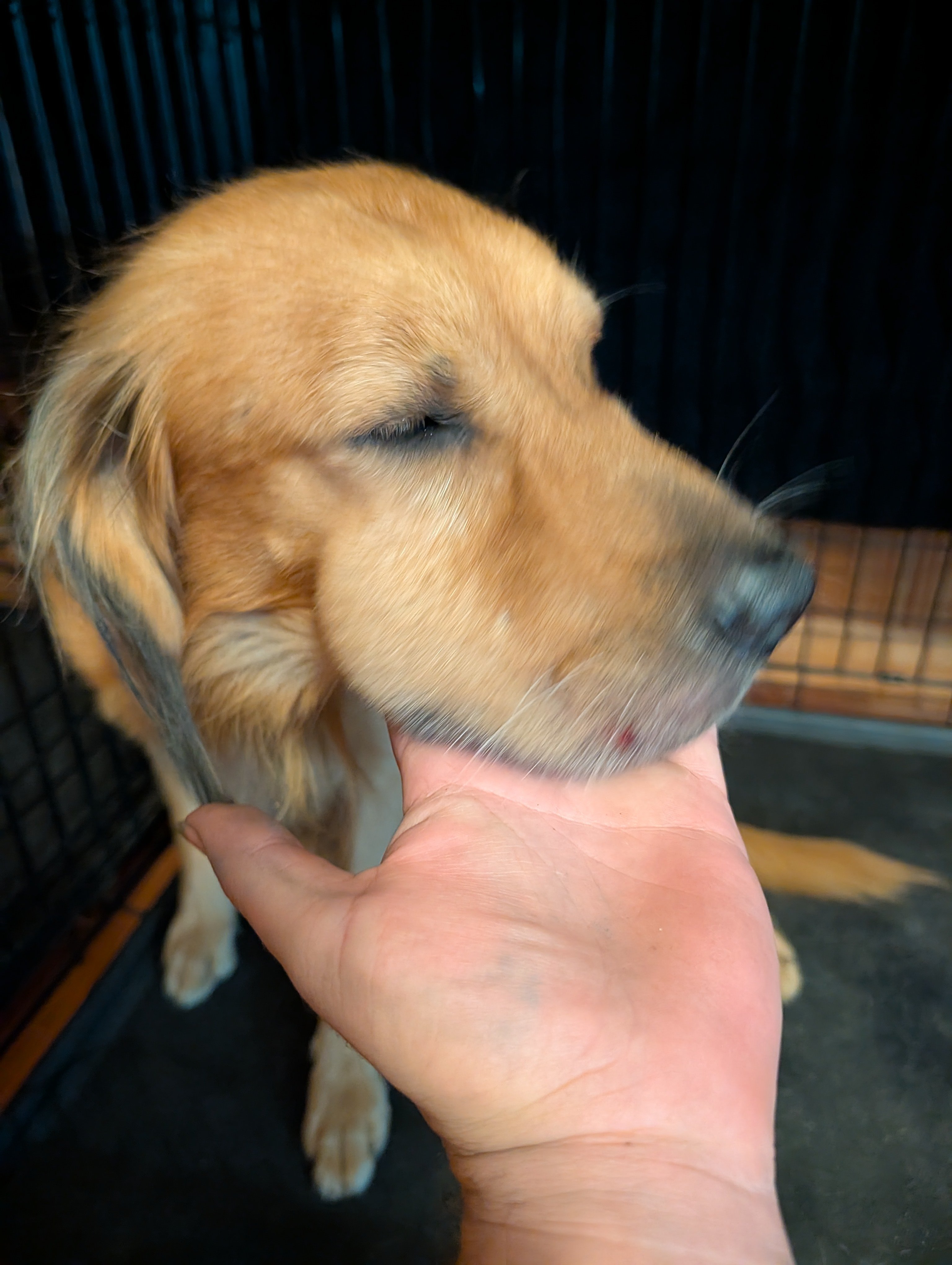 Saving Our 3 Dogs After a Rattlesnake Bite campaign photo, 5 of 6