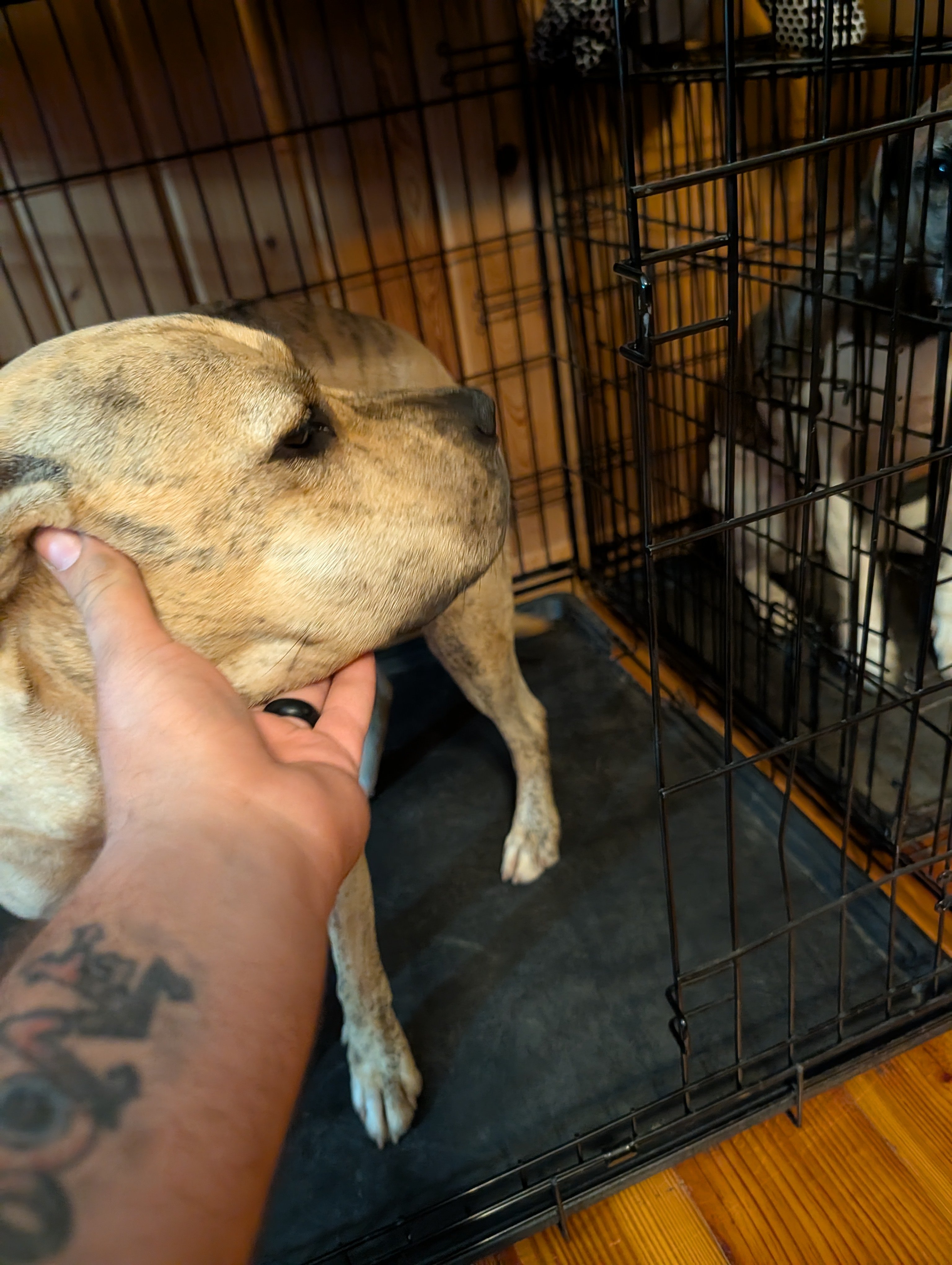 Saving Our 3 Dogs After a Rattlesnake Bite campaign photo, 2 of 6