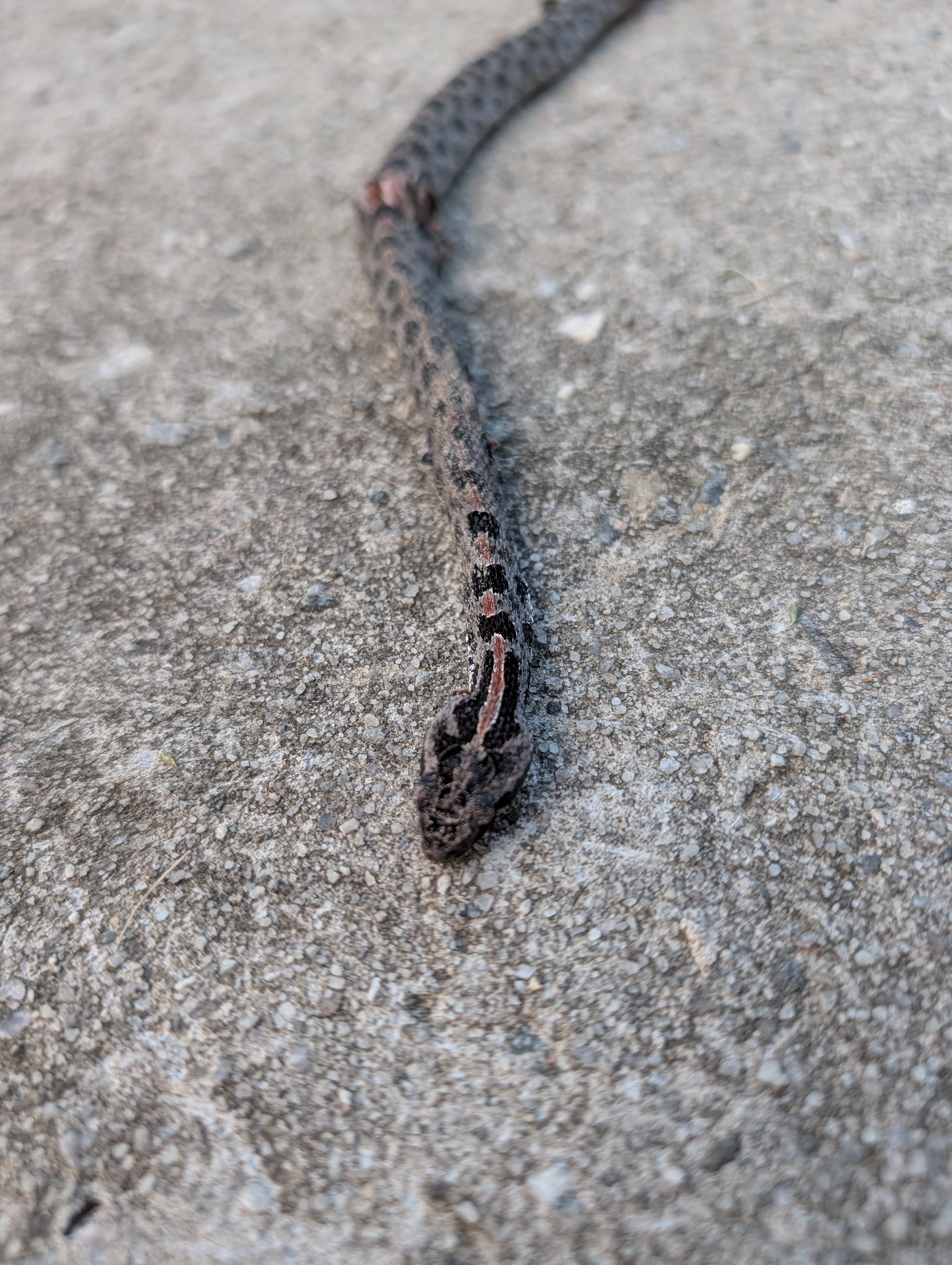 Saving Our 3 Dogs After a Rattlesnake Bite campaign photo, 4 of 6