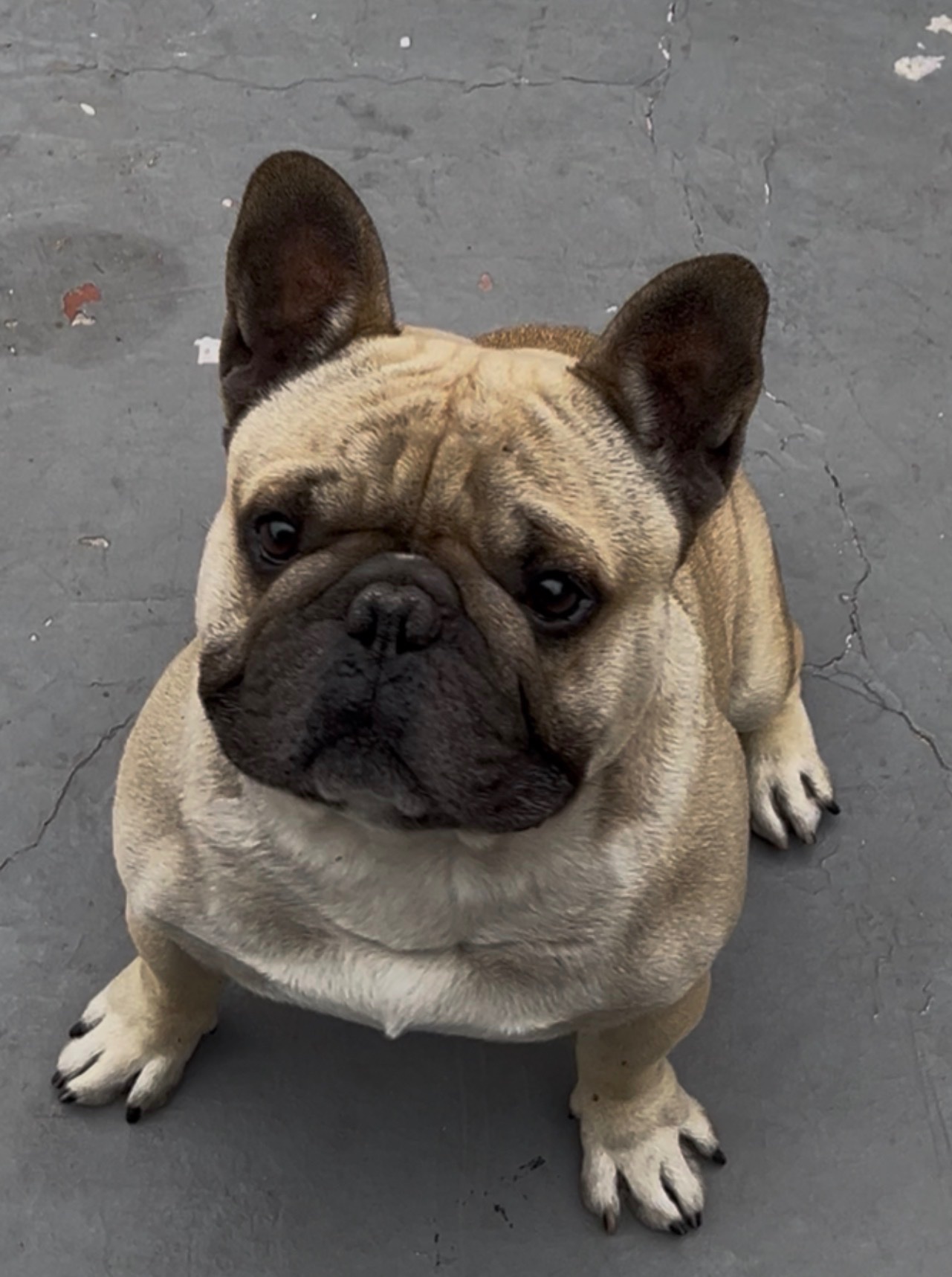 Hercules Needs Ear Tumor Surgery campaign photo, 7 of 8