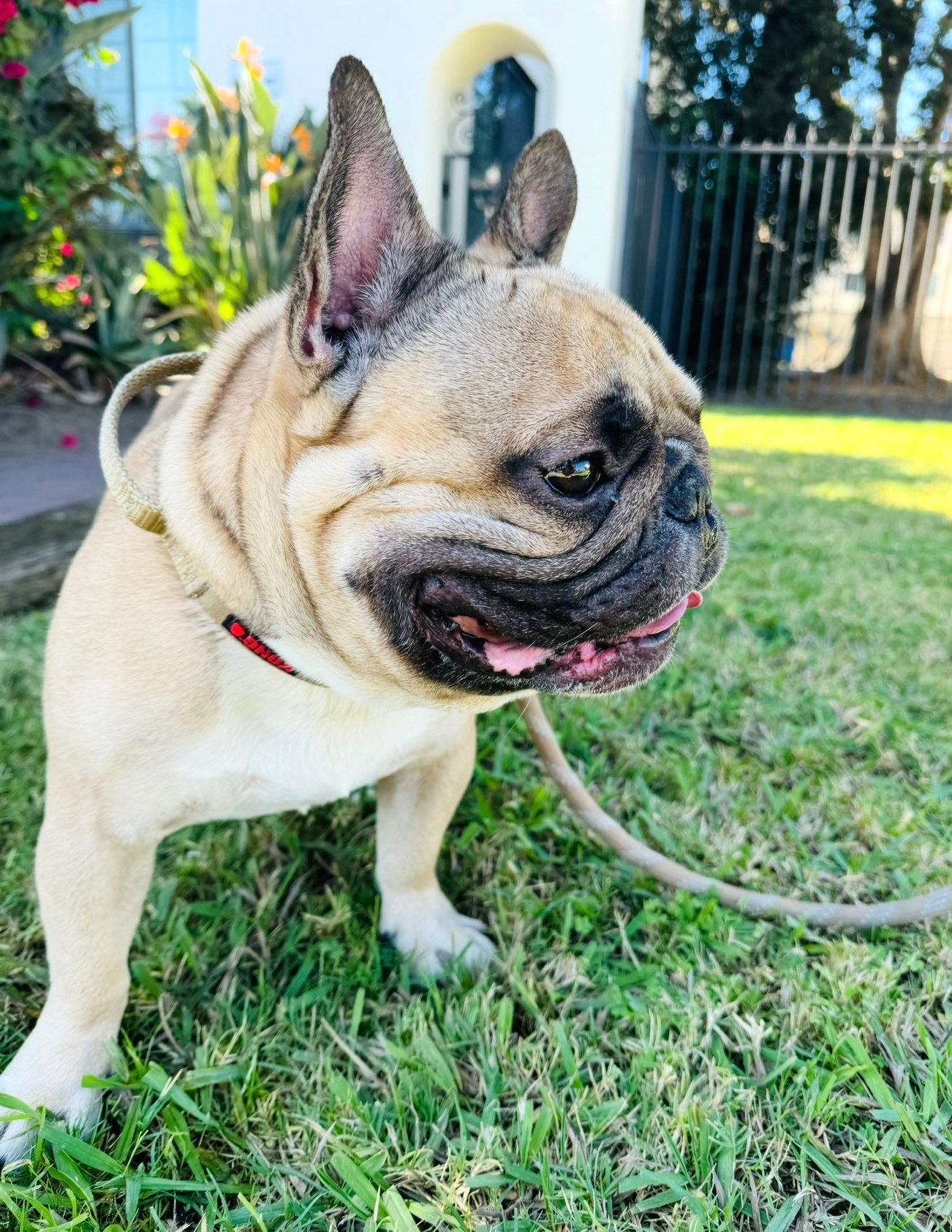 Hercules Needs Ear Tumor Surgery campaign photo, 2 of 8