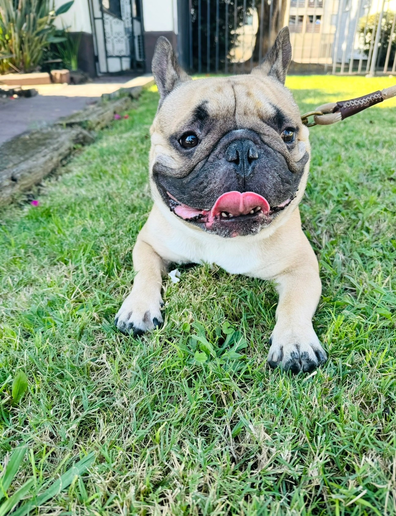 Hercules Needs Ear Tumor Surgery campaign photo, 4 of 8