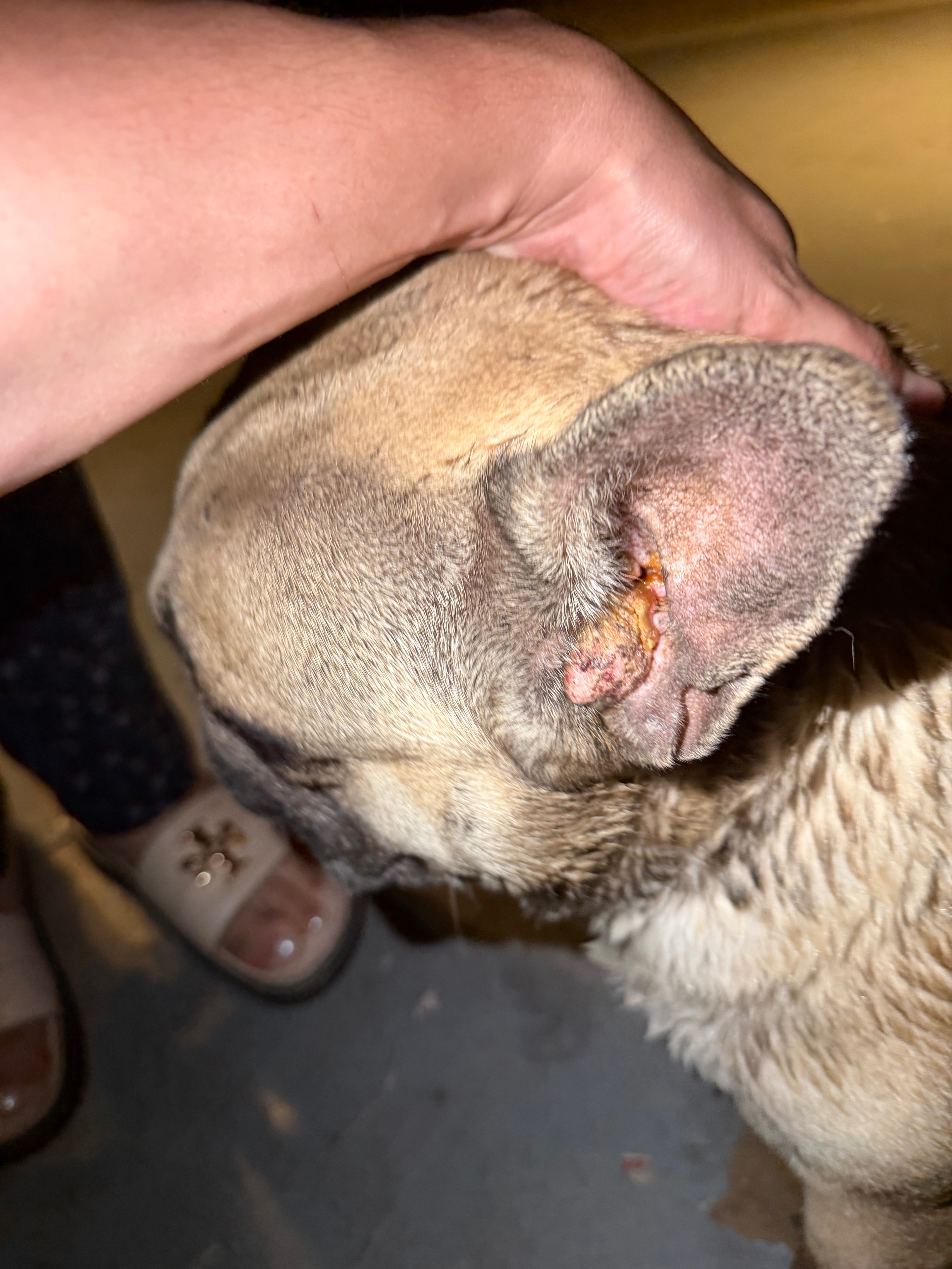 Hercules Needs Ear Tumor Surgery campaign photo, 5 of 8