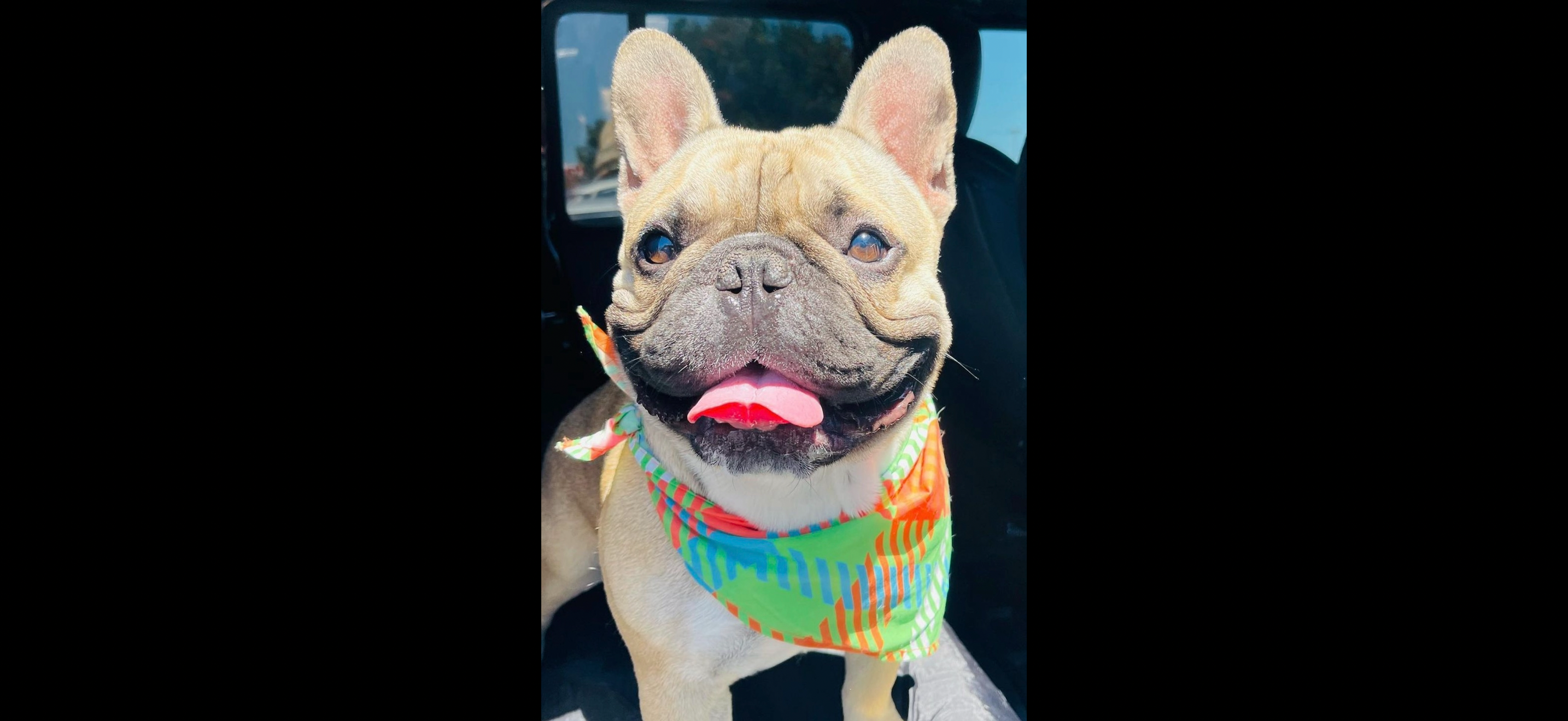 Hercules Needs Ear Tumor Surgery campaign photo, 6 of 8