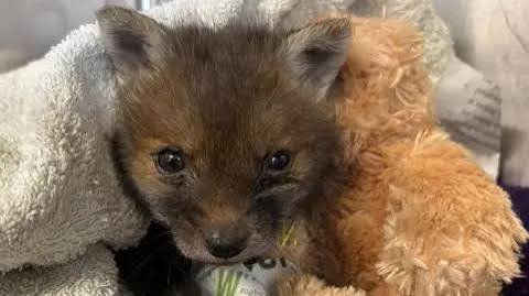 Donate to Help Protect Leicestershire's Local Wildlife campaign photo, 2 of 4
