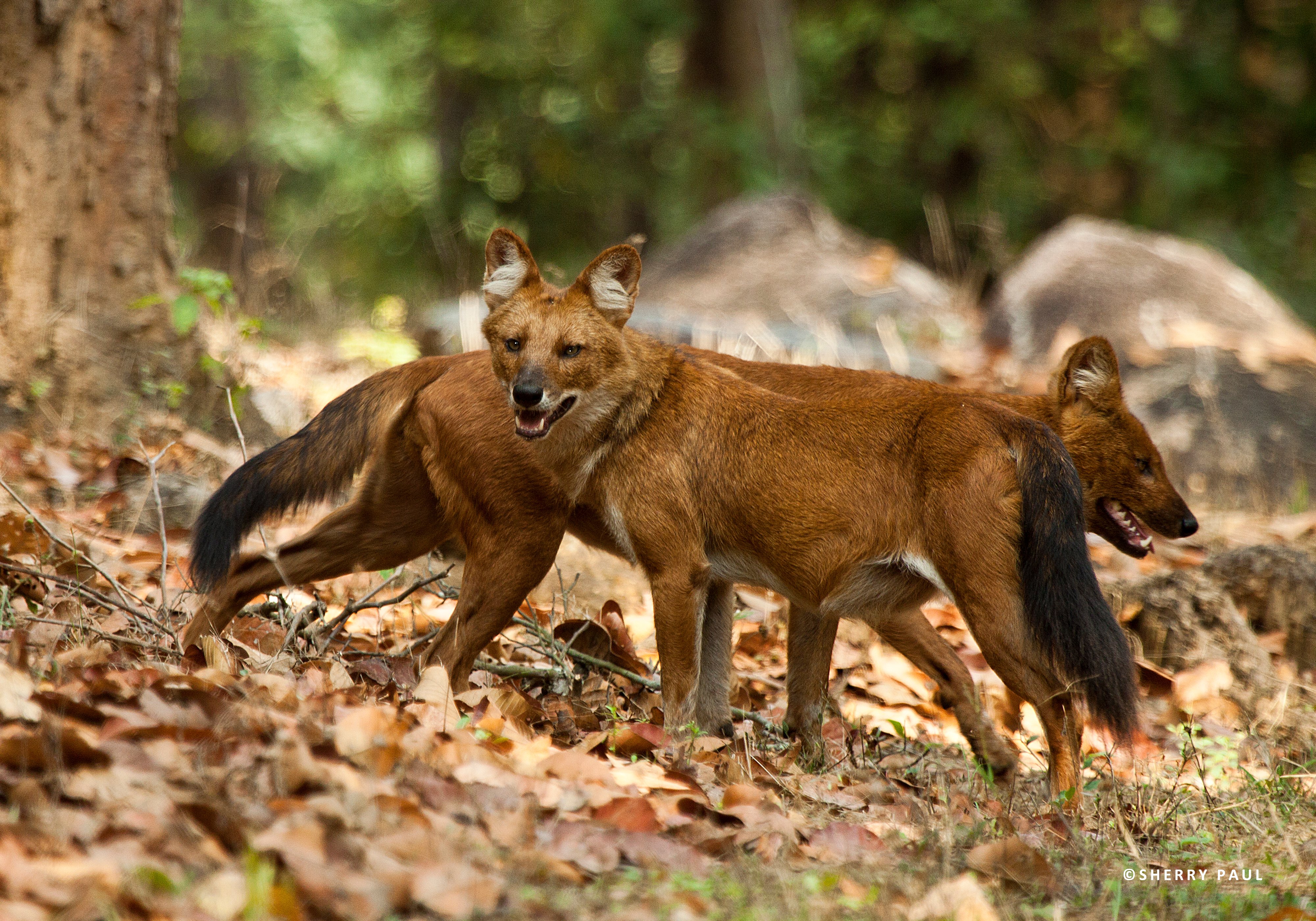 Help us rebuild the Canid Specialist Group website campaign photo, 4 of 5