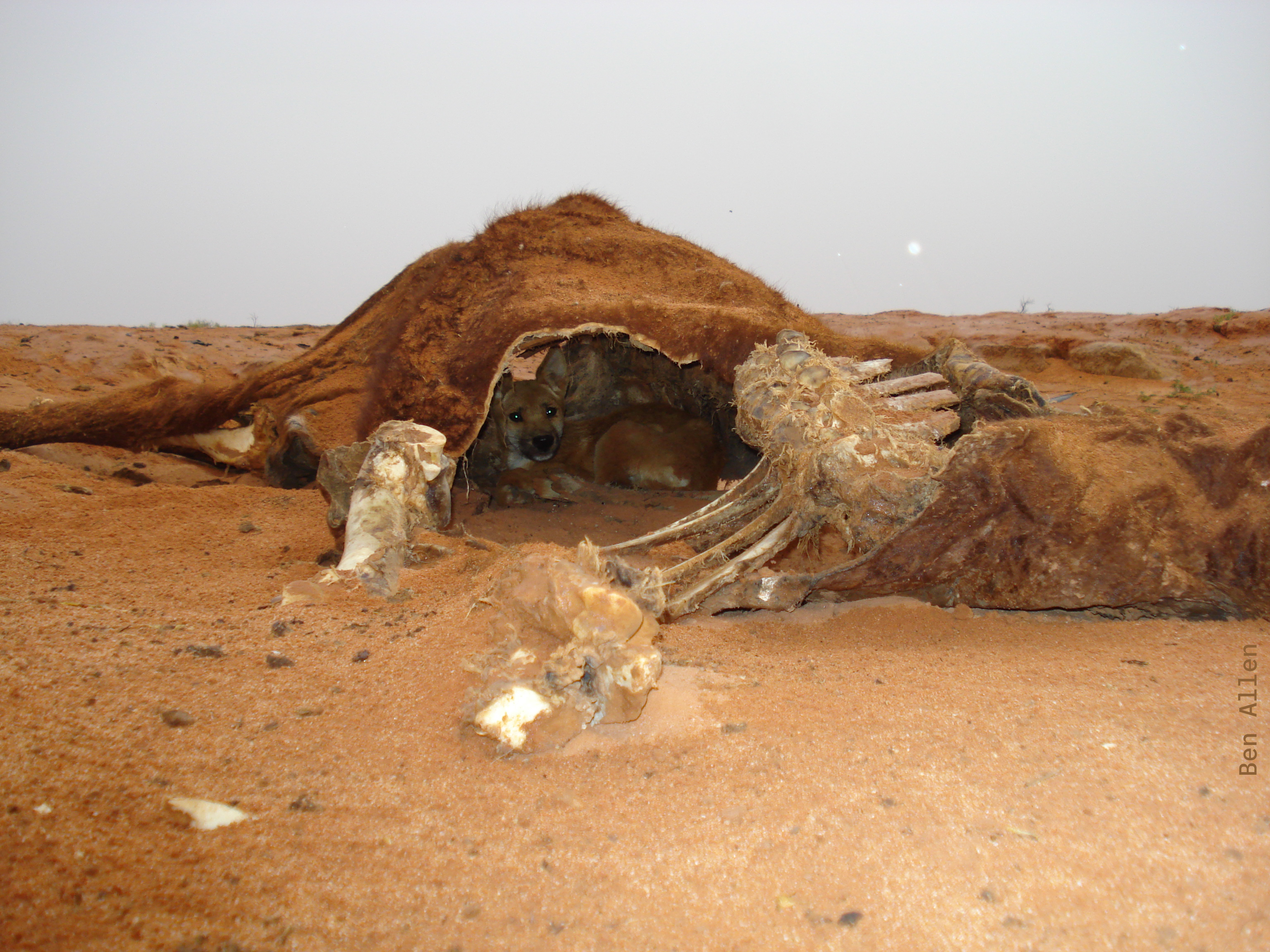 Help us rebuild the Canid Specialist Group website campaign photo, 2 of 5
