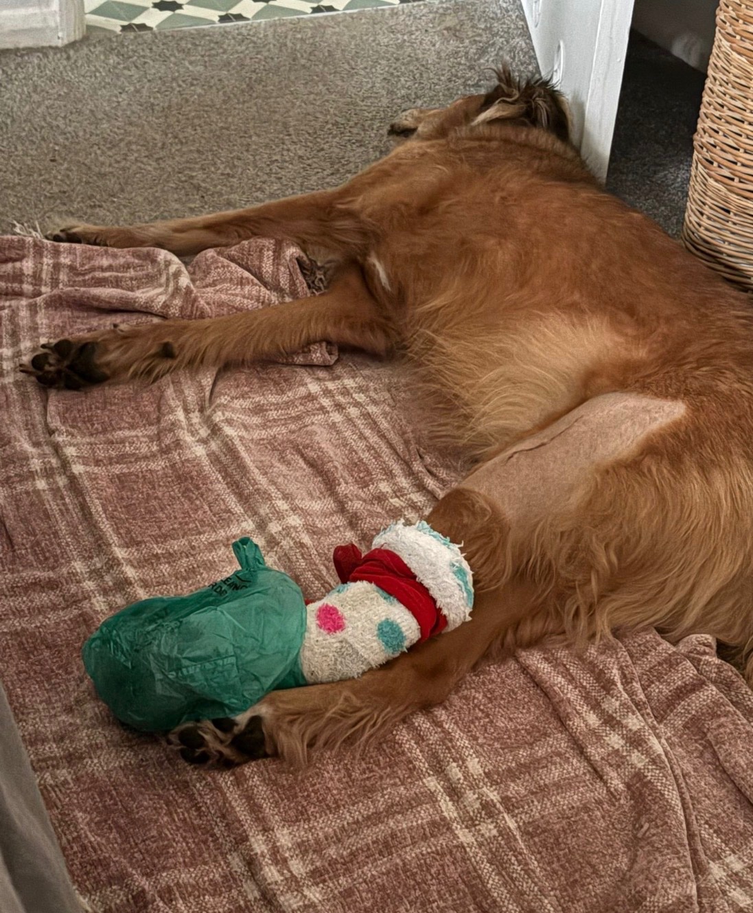 Bentley get further treatment campaign photo, 2 of 8
