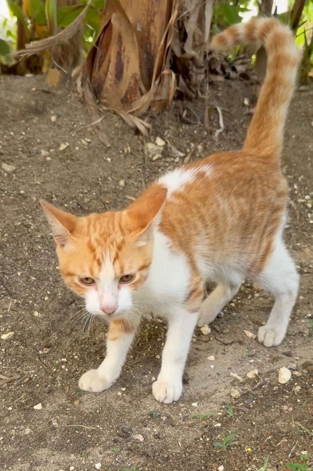 Help the Cats at GP in Jamaica campaign photo, 2 of 8