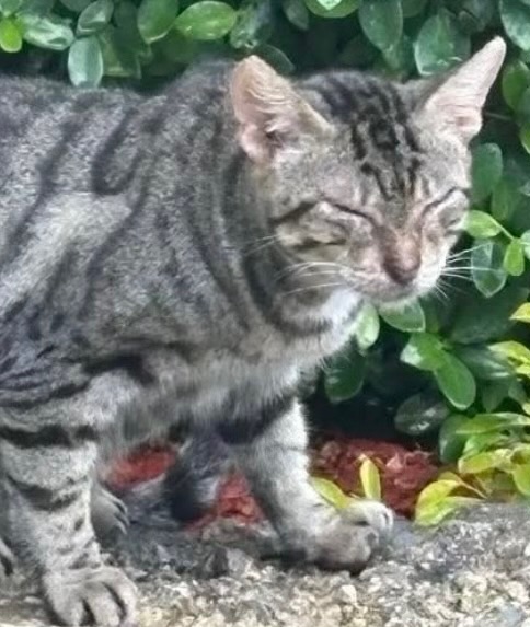 Help the Cats at GP in Jamaica campaign photo, 4 of 8