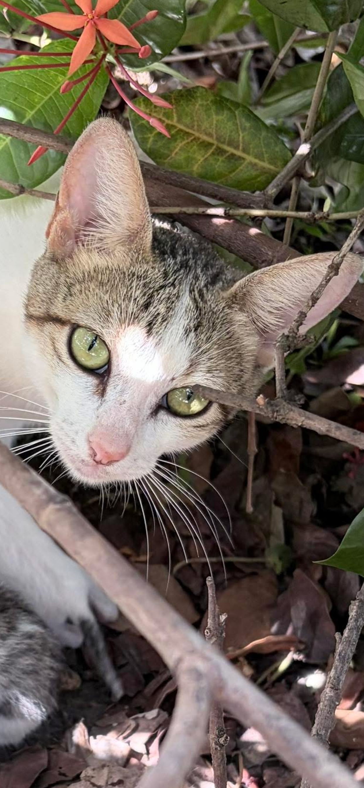 Help the Cats at GP in Jamaica campaign photo, 5 of 8