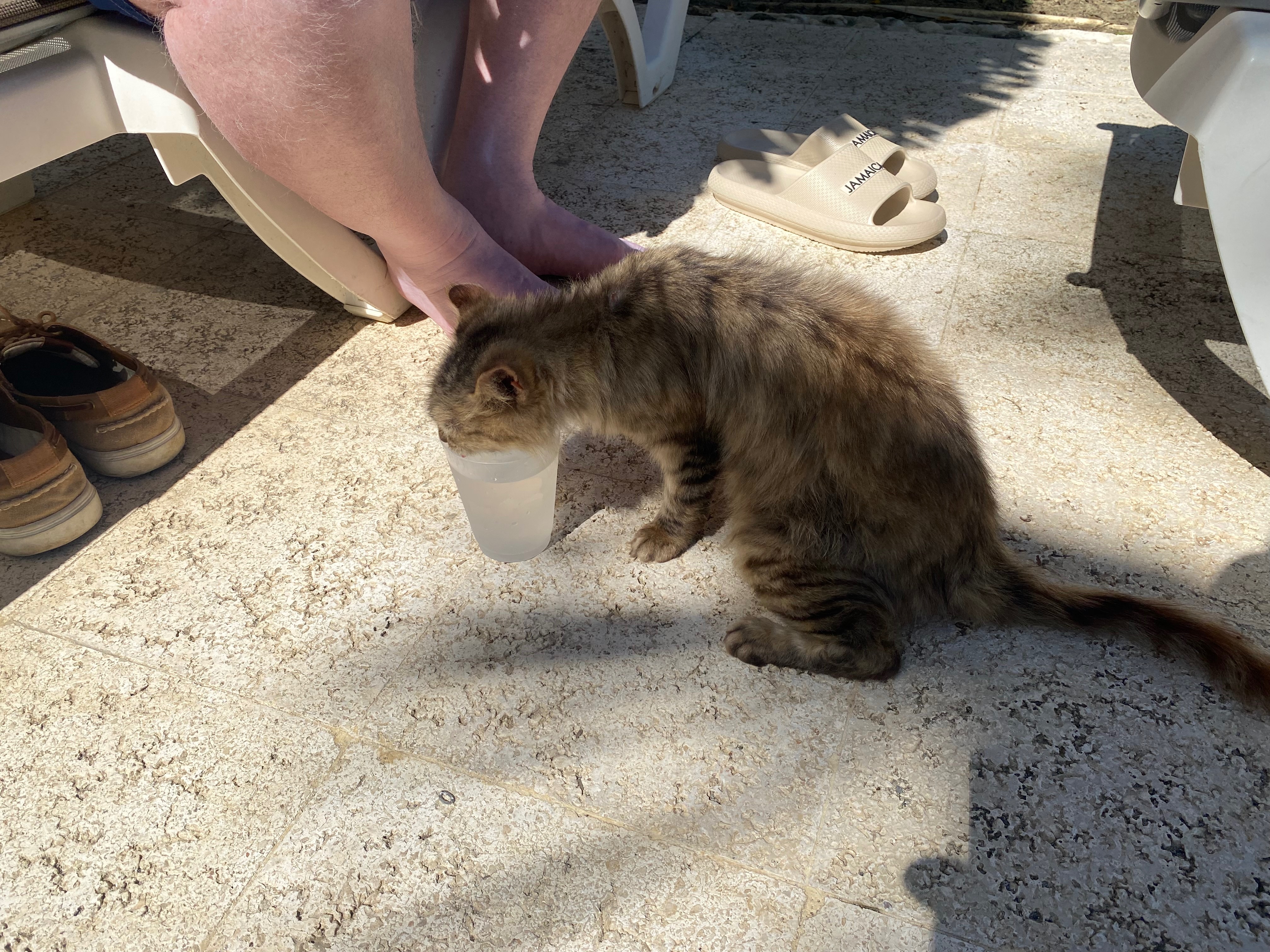 Help the Cats at GP in Jamaica campaign photo, 6 of 8