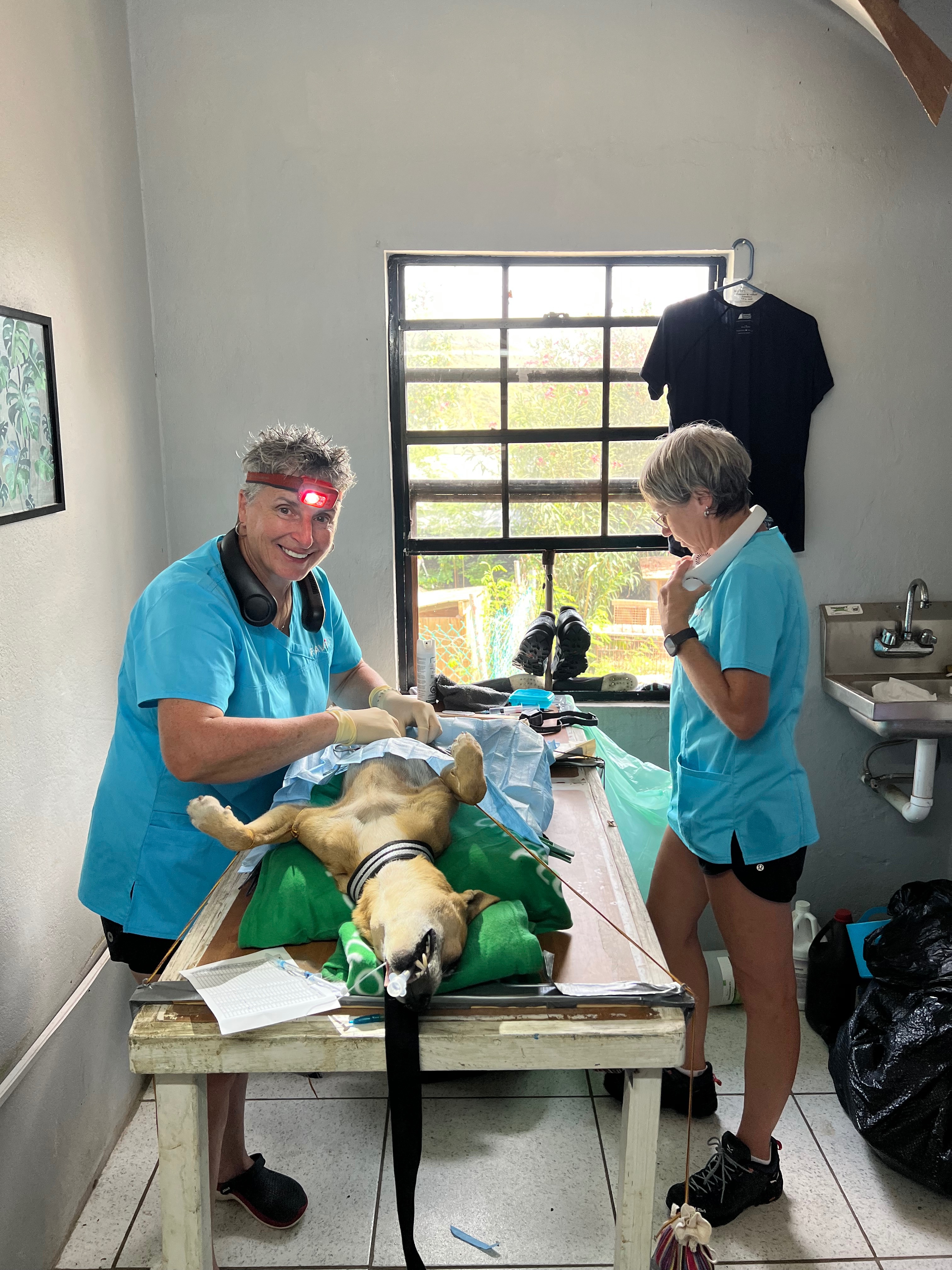 Help Salty Paws Make Spay & Neuter Surgeries Safer campaign photo, 4 of 7