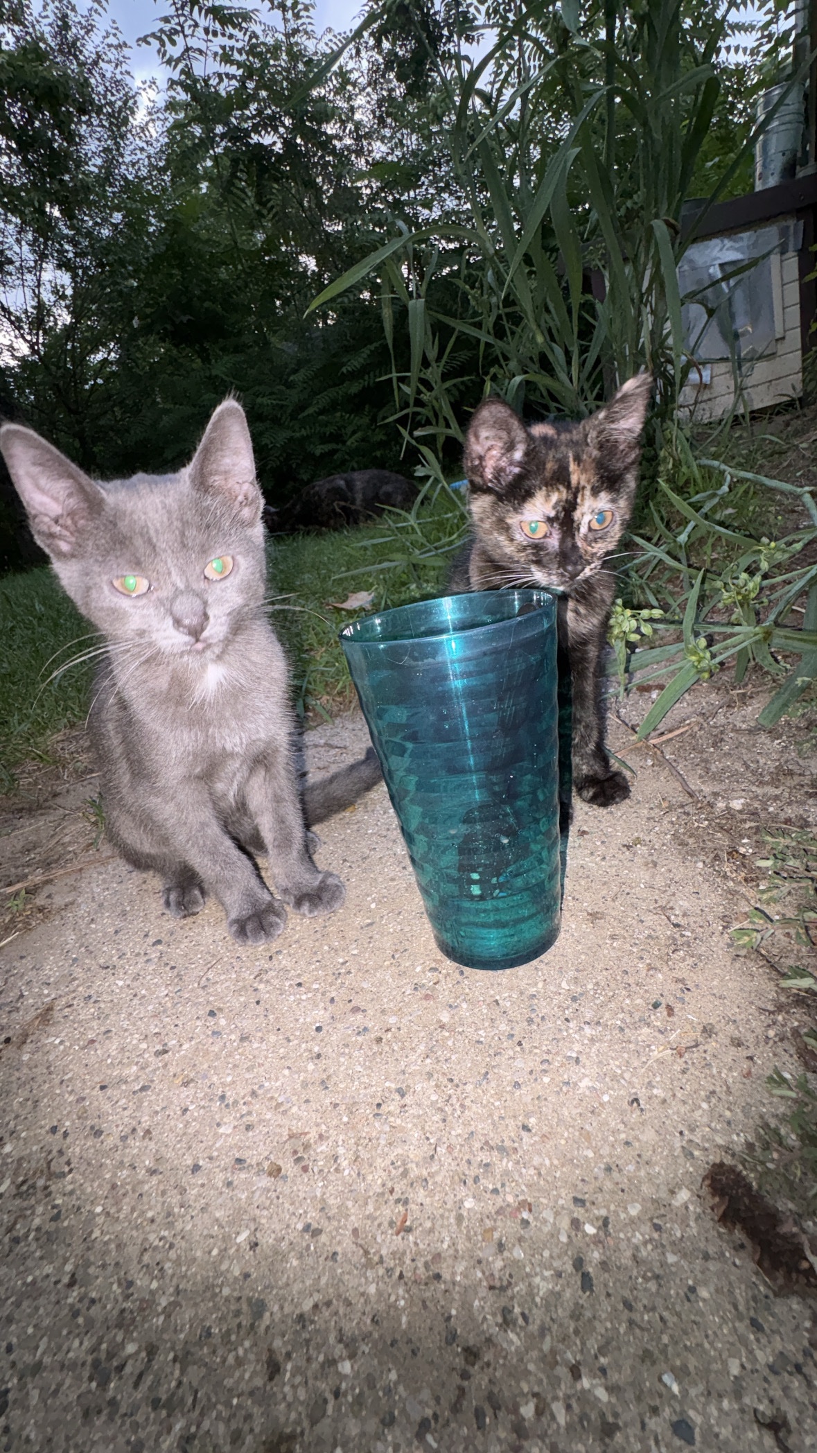 Help Me Keep Neighborhood Cats Fed campaign photo, 7 of 8