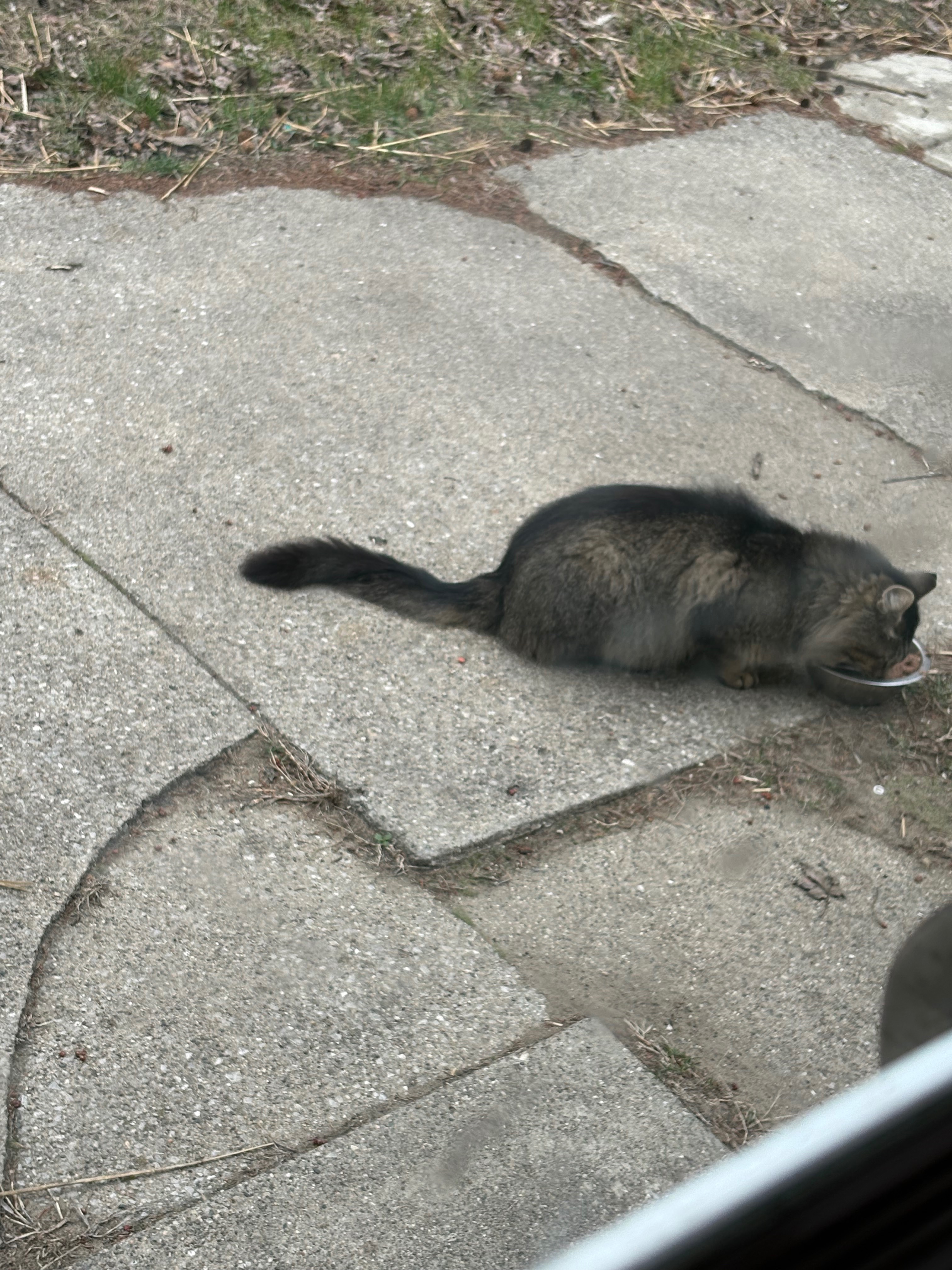 Help Me Keep Neighborhood Cats Fed campaign photo, 5 of 8