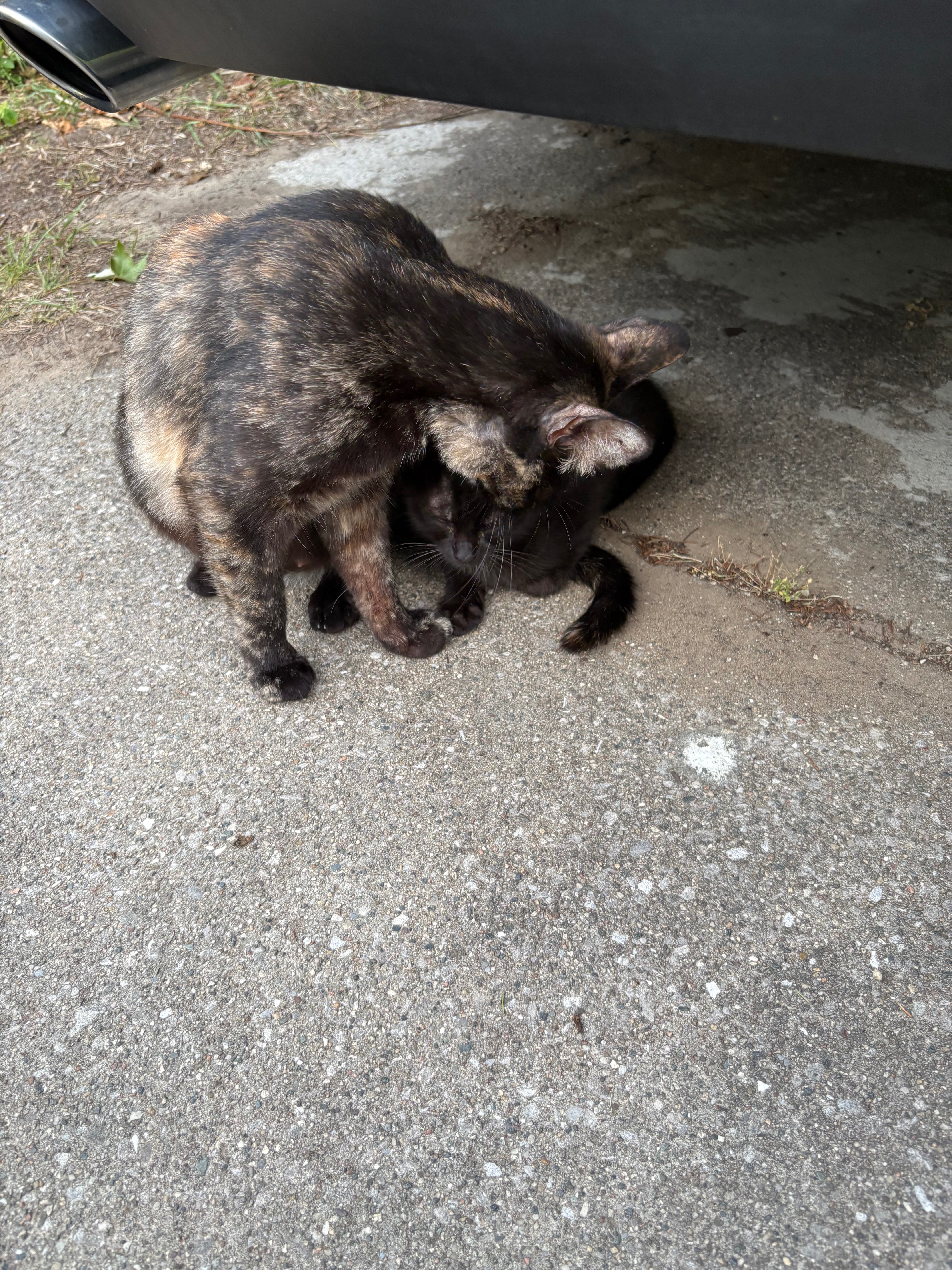 Help Me Keep Neighborhood Cats Fed campaign photo, 6 of 8