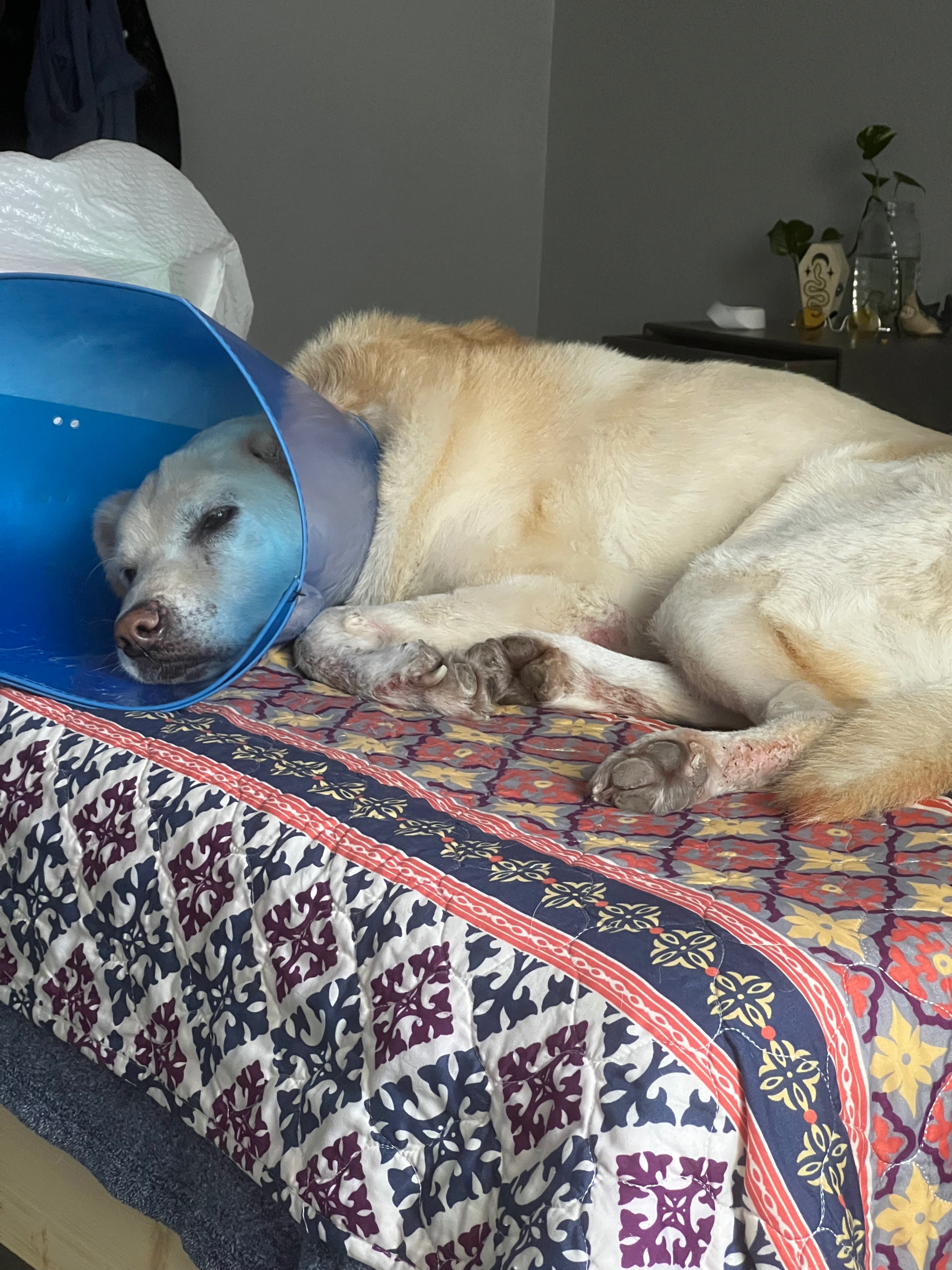 Walter Needs Skin Testing and Treatment Funds campaign photo, 2 of 4