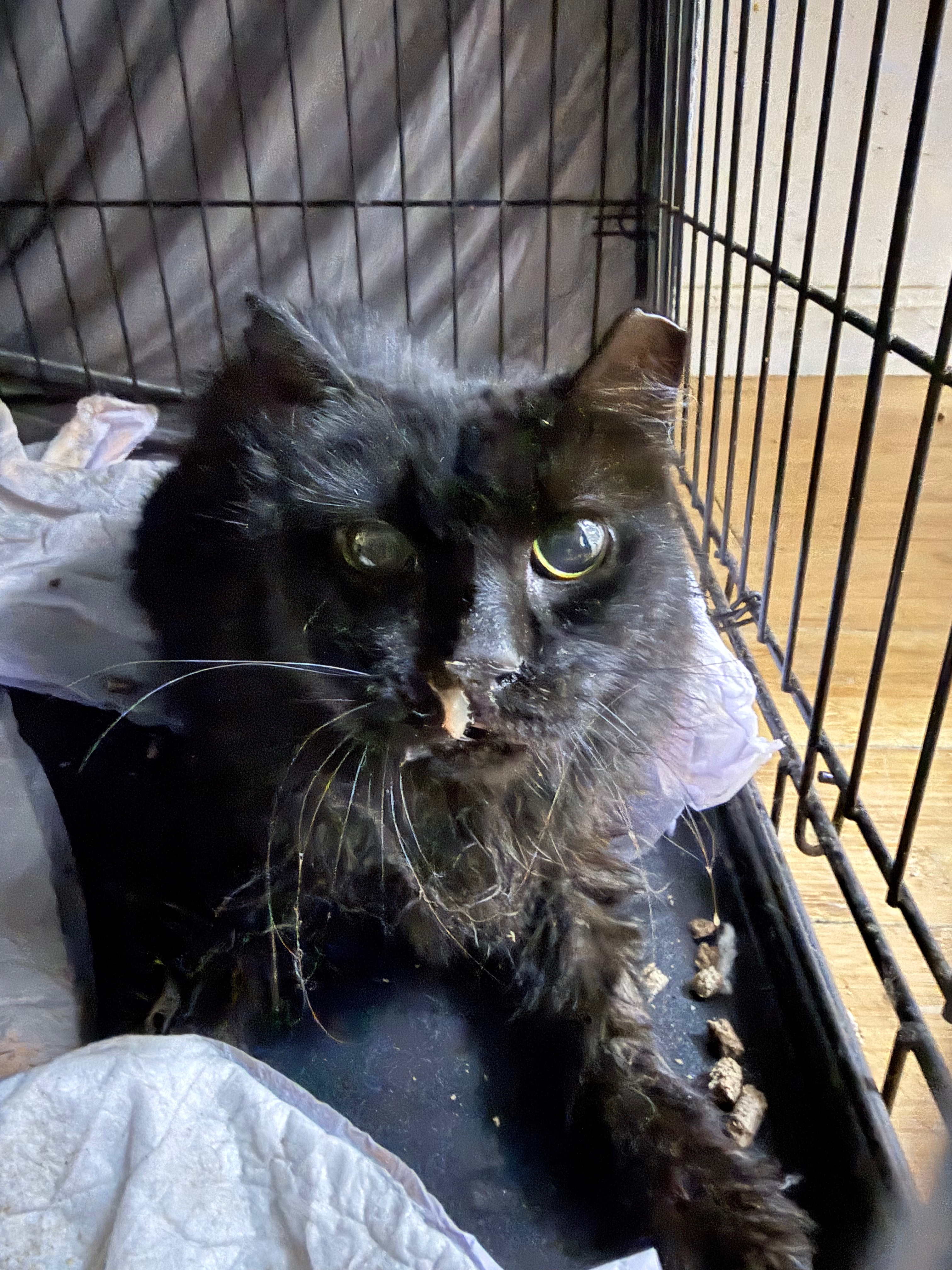 Harriet's Urgent Vet Care campaign photo, 2 of 4